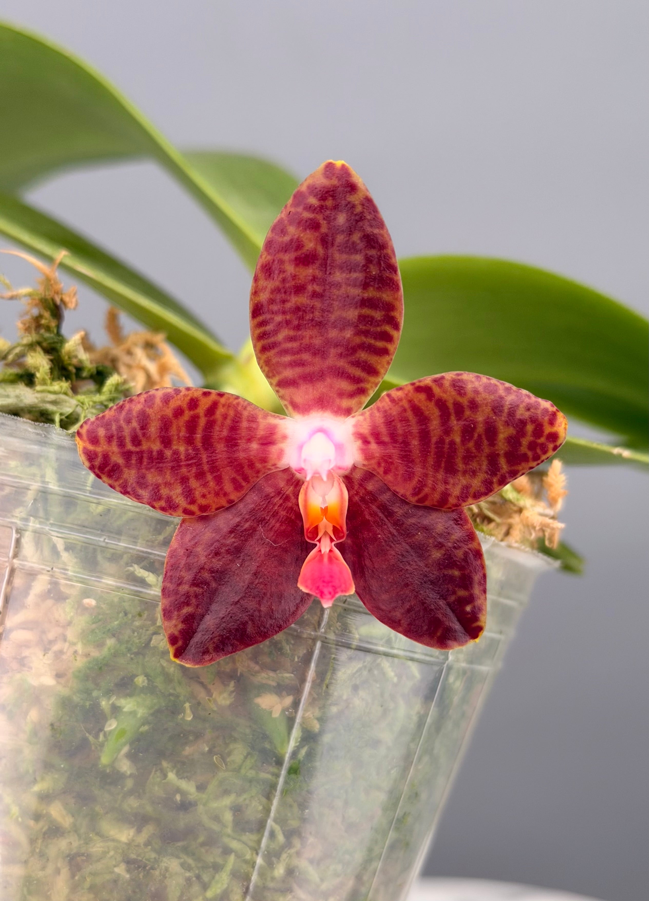 Phalaenopsis – Page 4