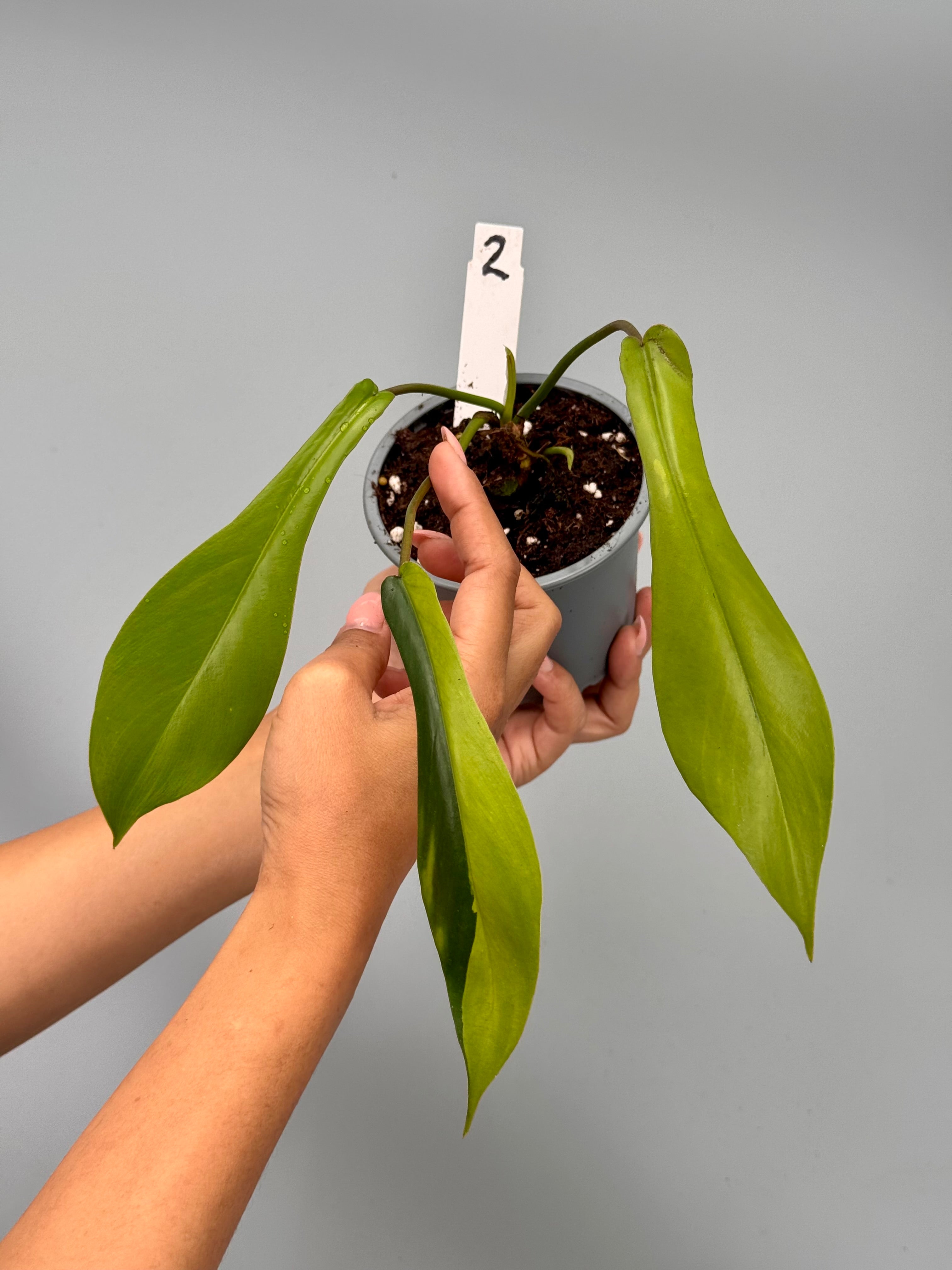 Philodendron joepii variegated (Nr 2)