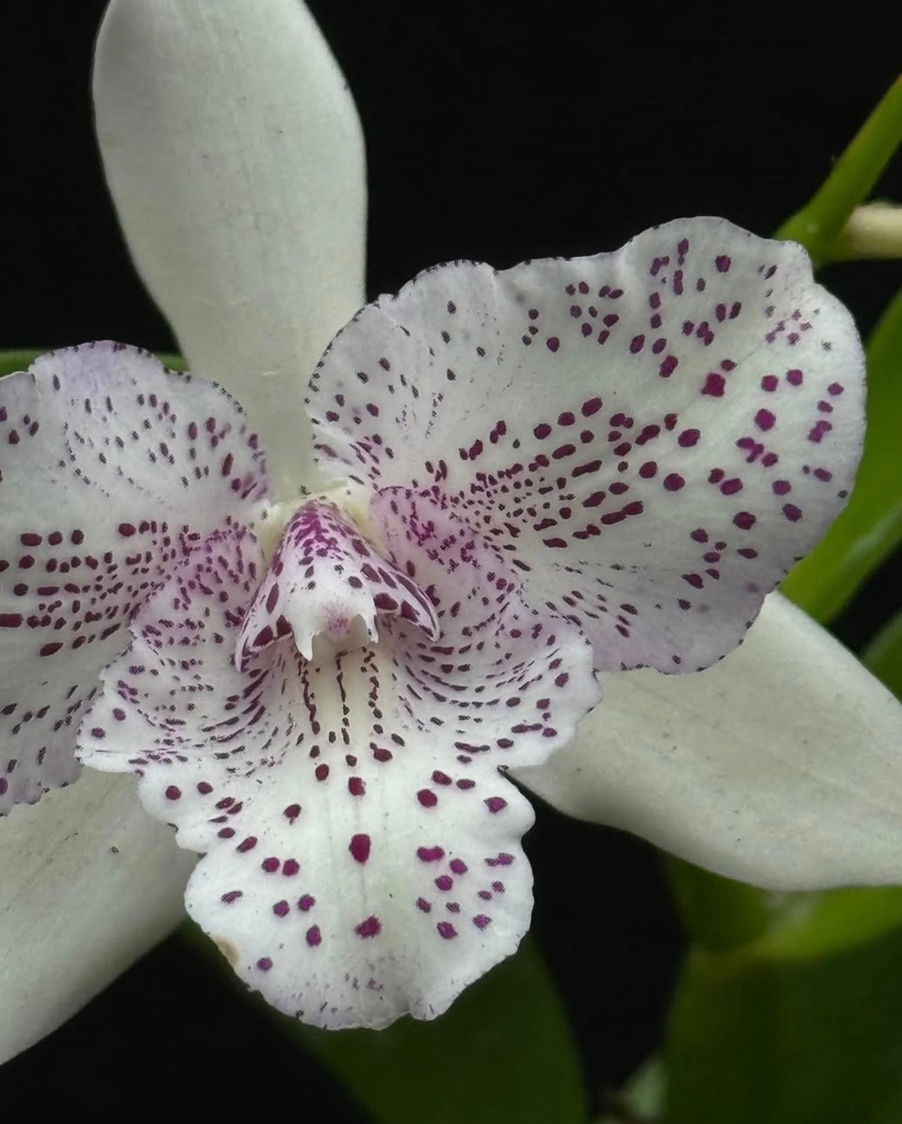 Caulocattleya Chantilly Lace Twinkle