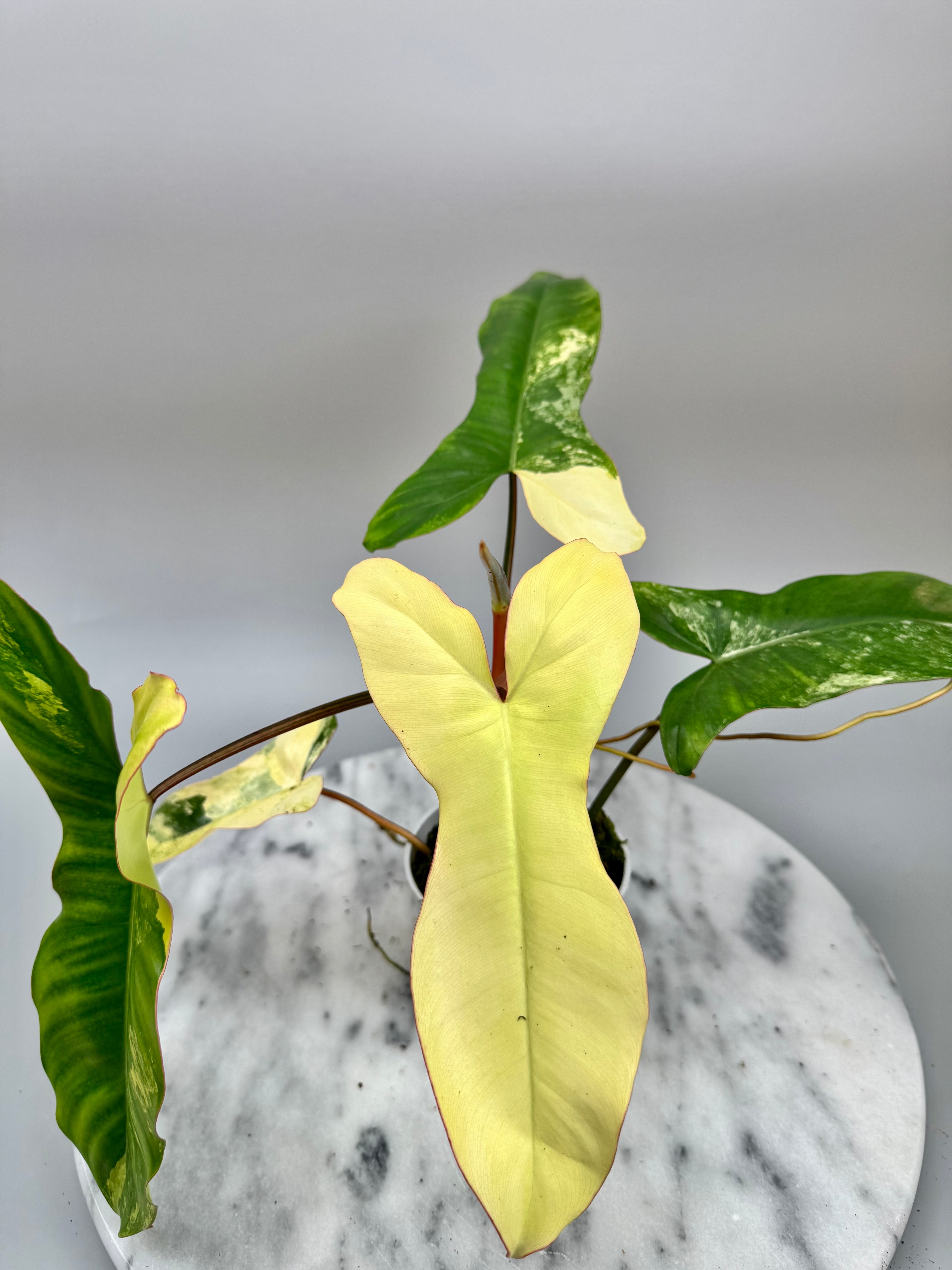 Philodendron Paraiso Verde x Florida Beauty (Nr 1)