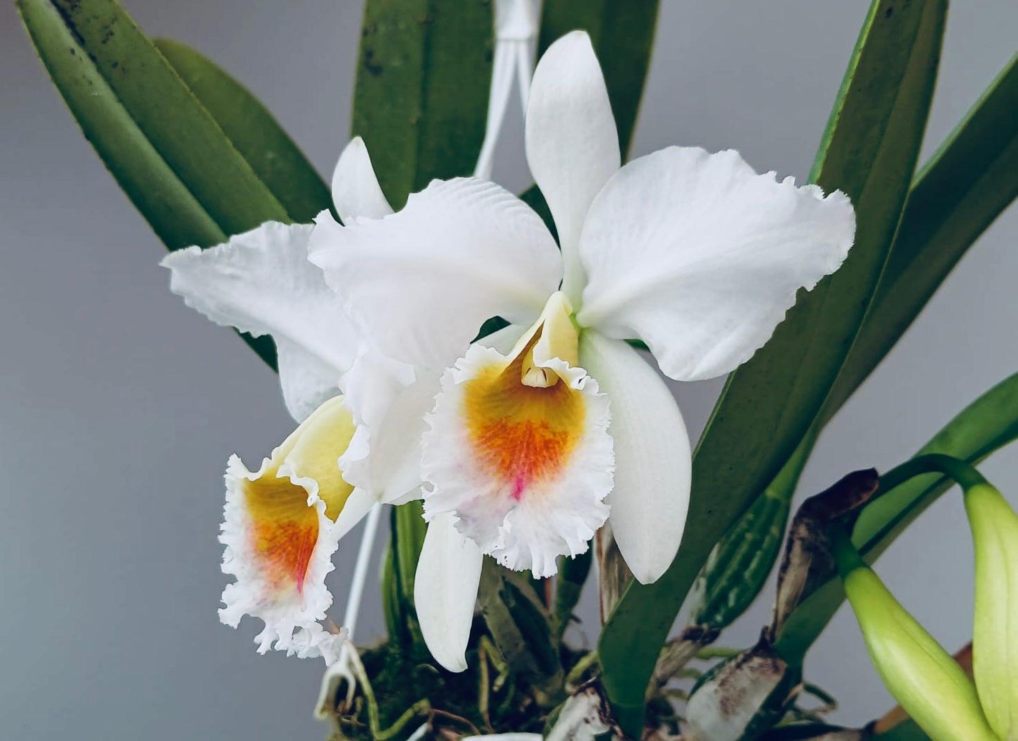 Cattleya percivaliana fma. semi-alba ‘Canaima's Guava’