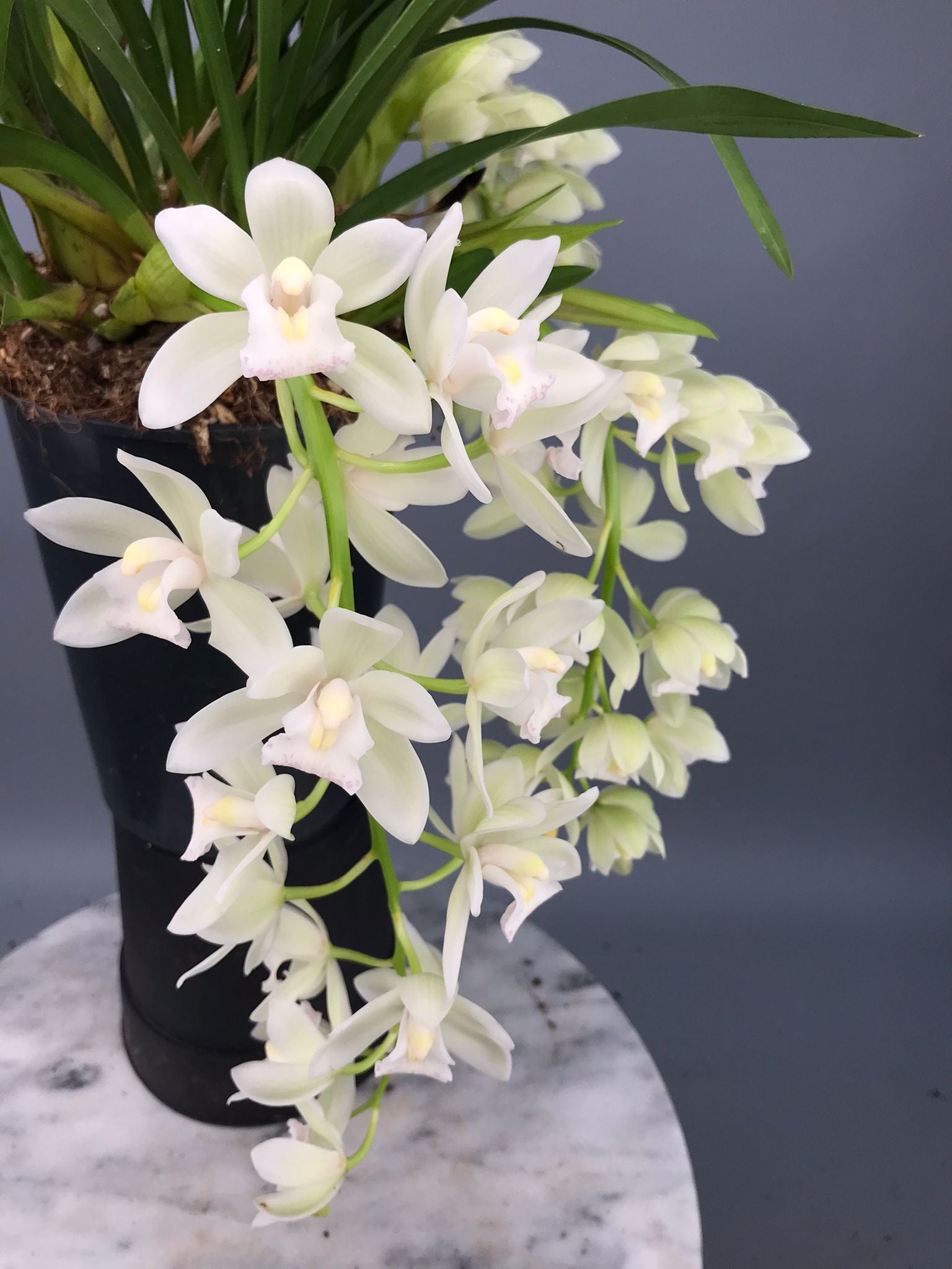 Cymbidium Sarah Jean "Ice Cascade"