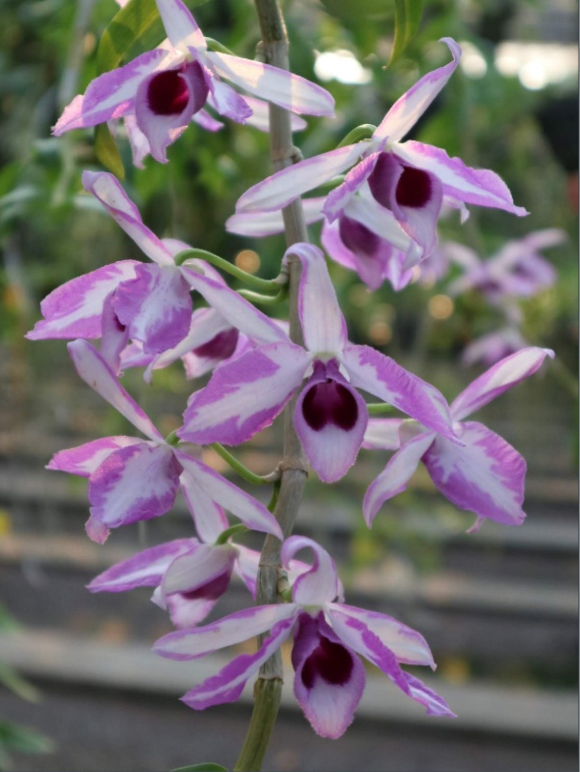 Dendrobium anosmum ‘A Touch of Class’ (Big Plant)