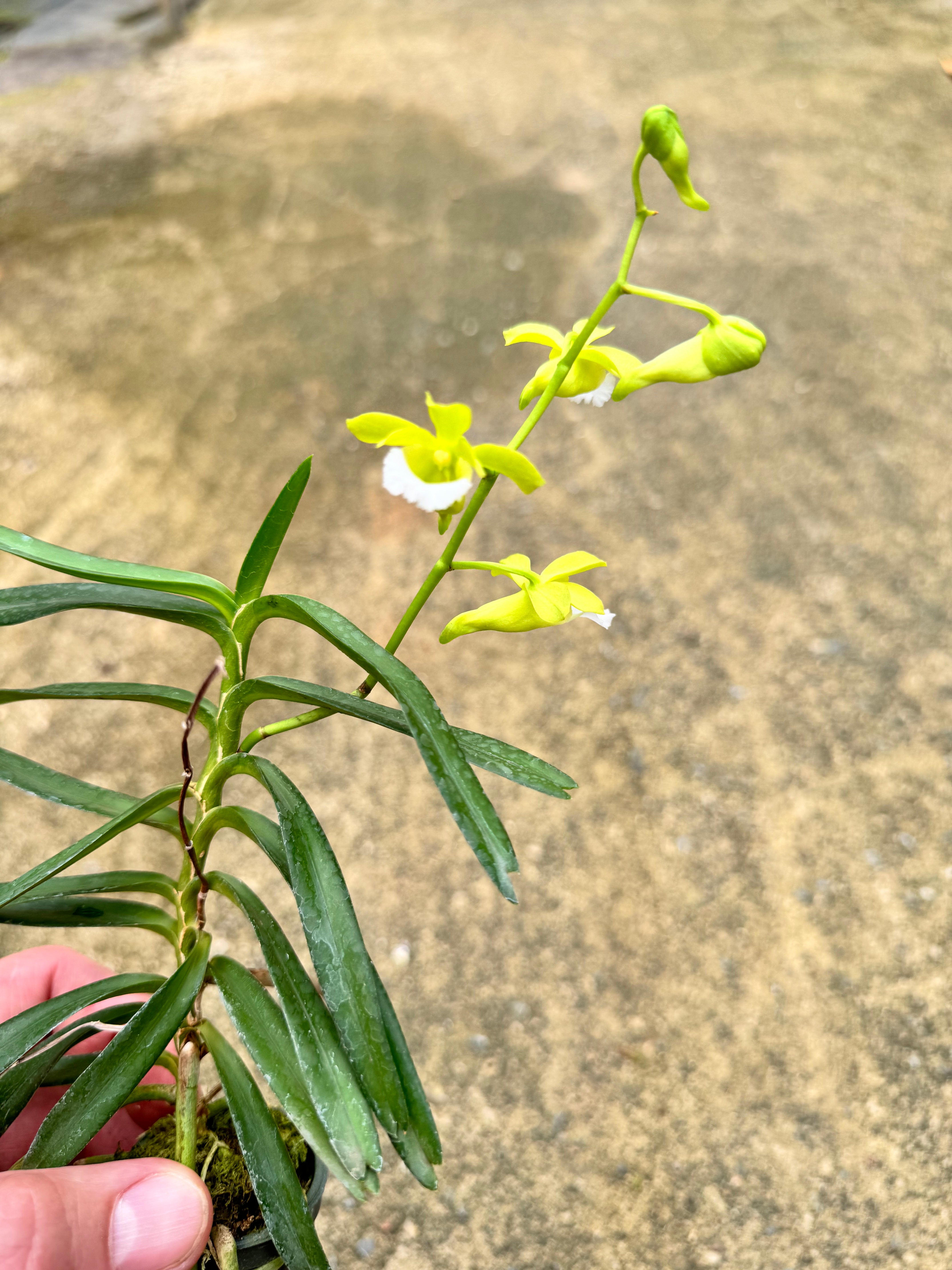 Christensonia vietnamica