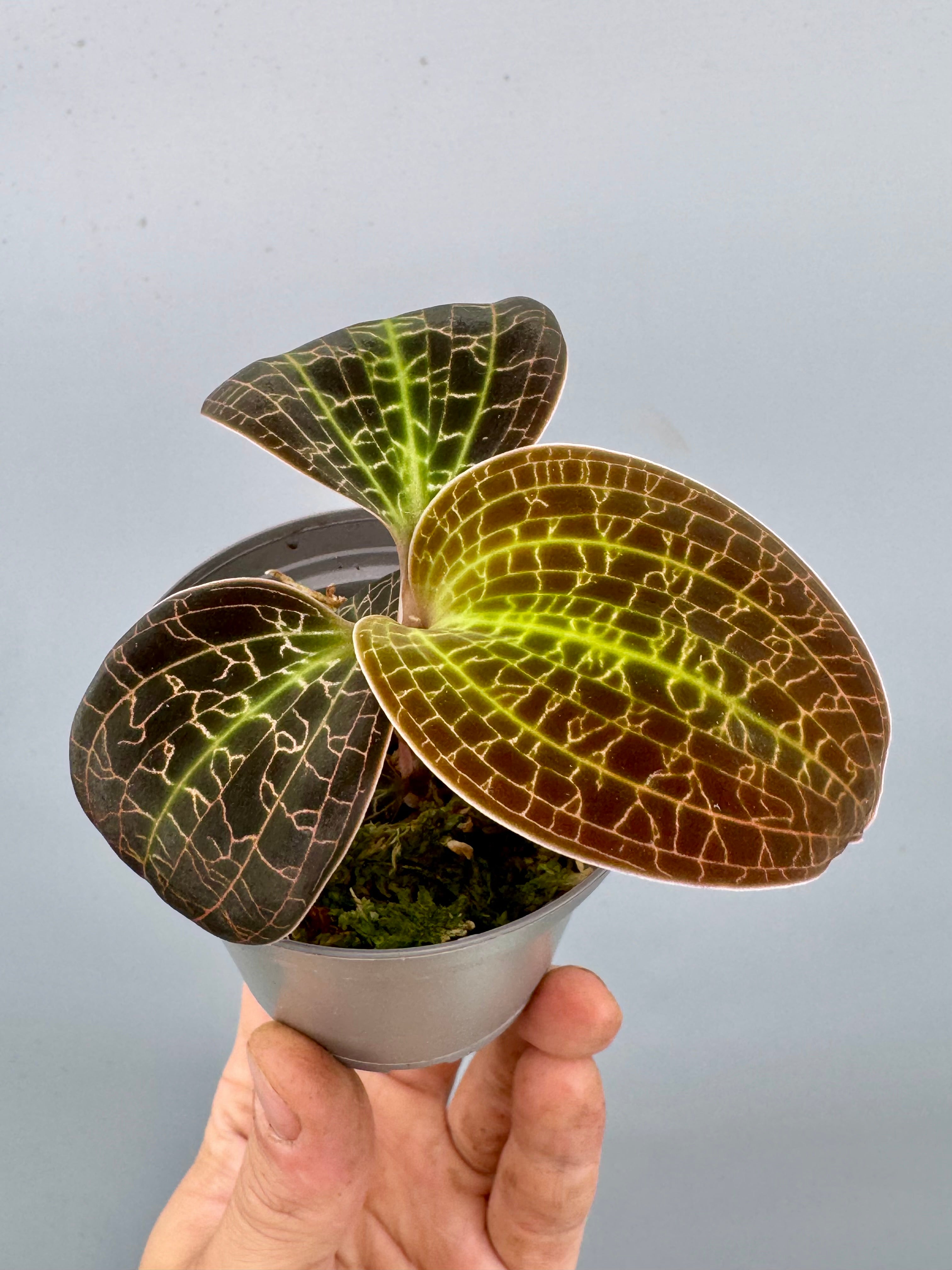 Dossinia marmorata “Big Plant”