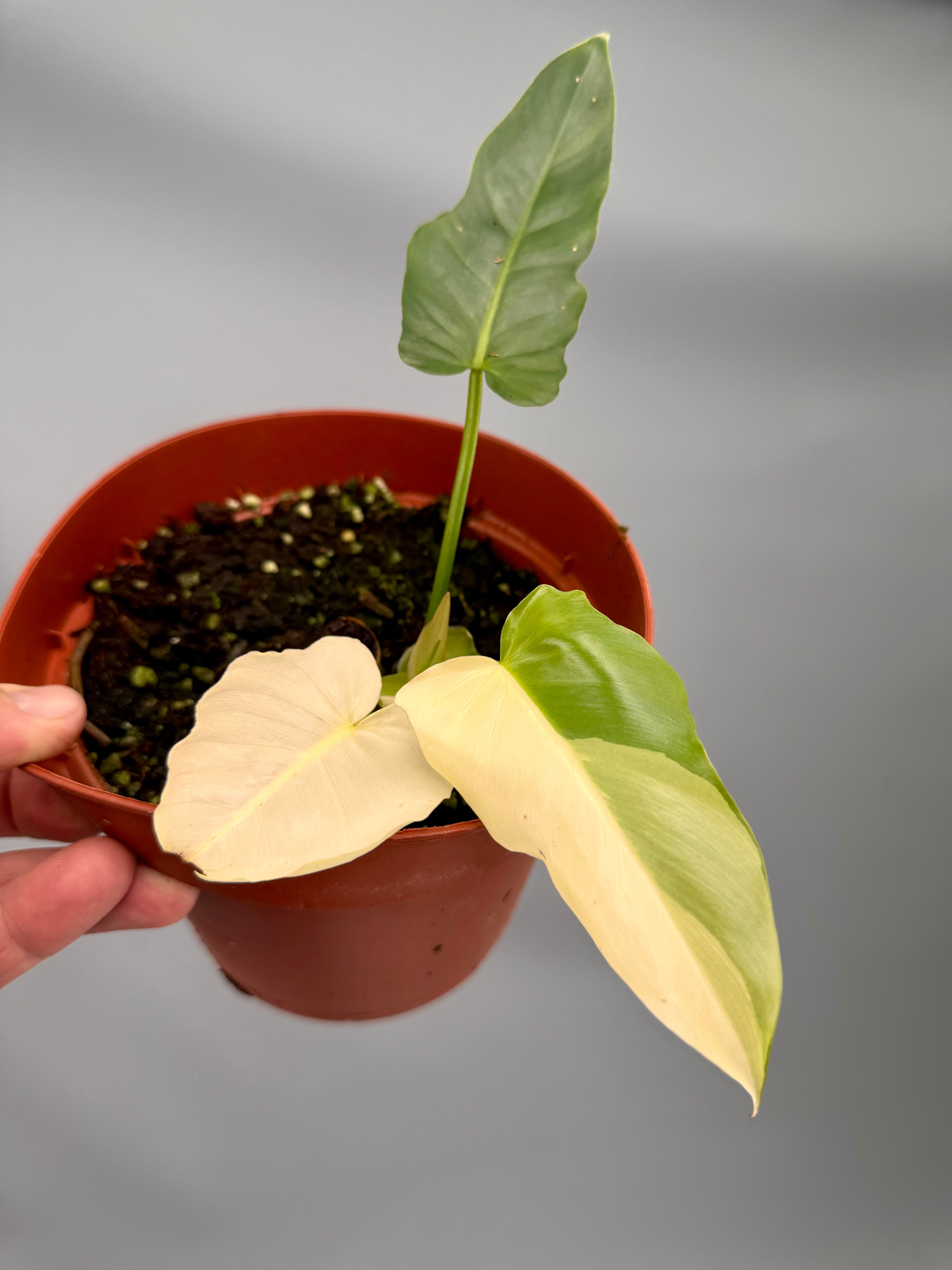 Philodendron "Golden Dragon" variegated albo nr 1