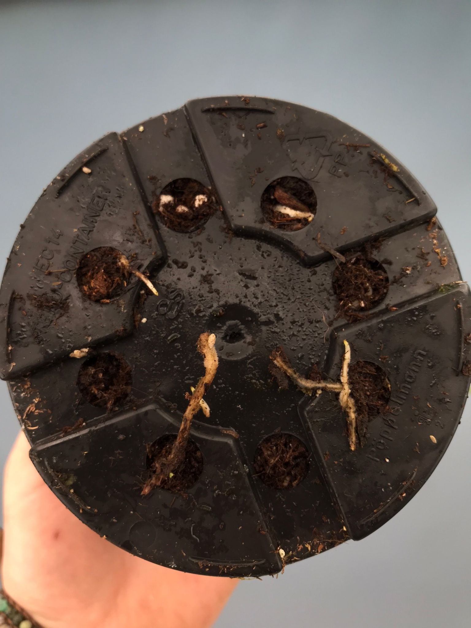 Monstera White Lava 'Lalamove' nr 1.2