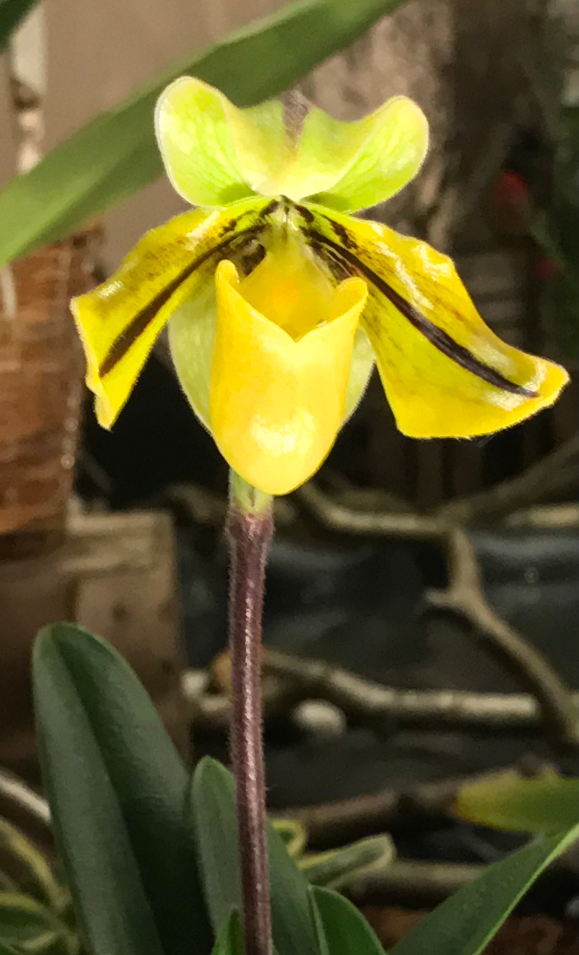 Paphiopedilum druryi