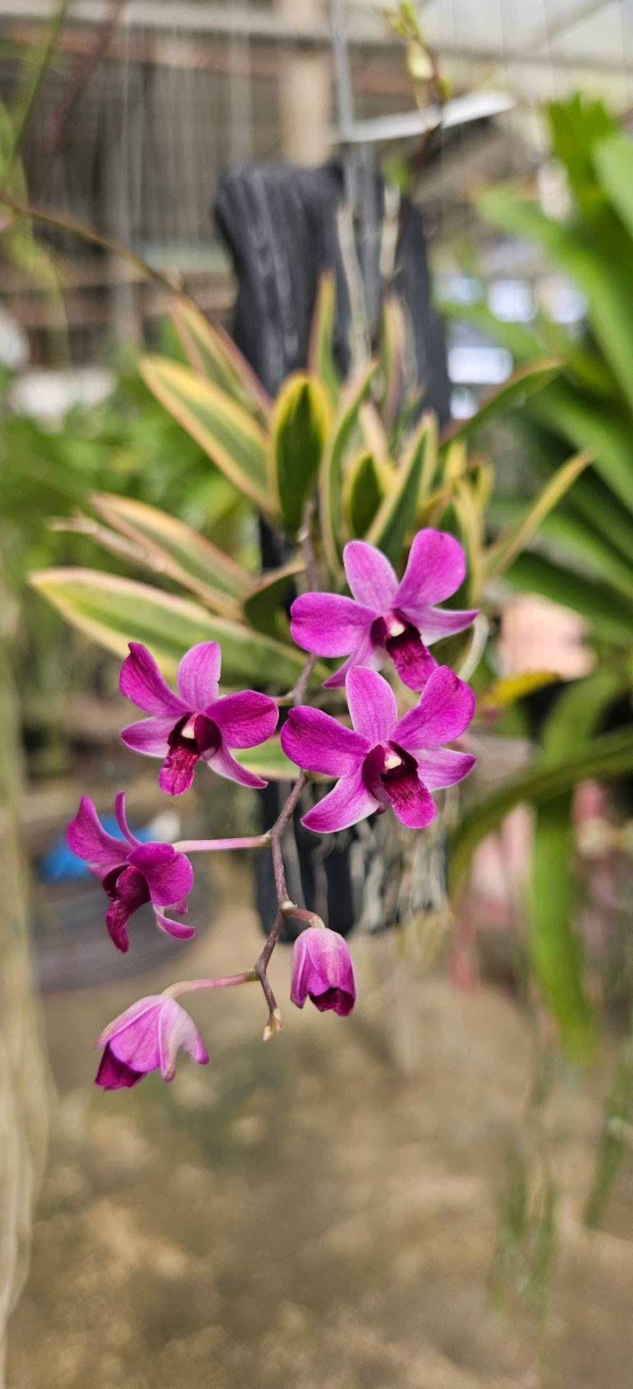 Dendrobium bigibbum variegata