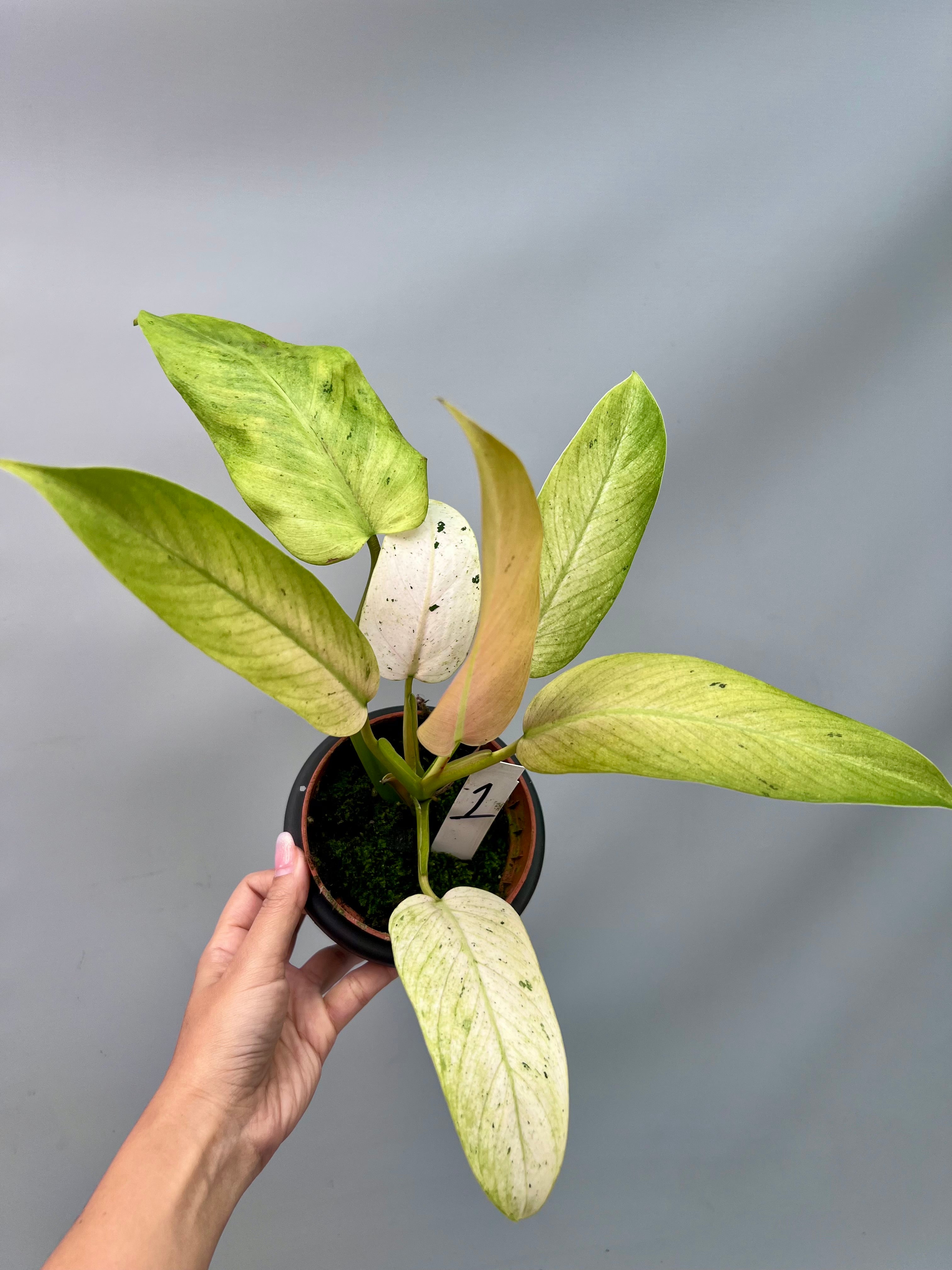 Philodendron Whipple way ◯フィロデンドロン ホイップル ウェイ