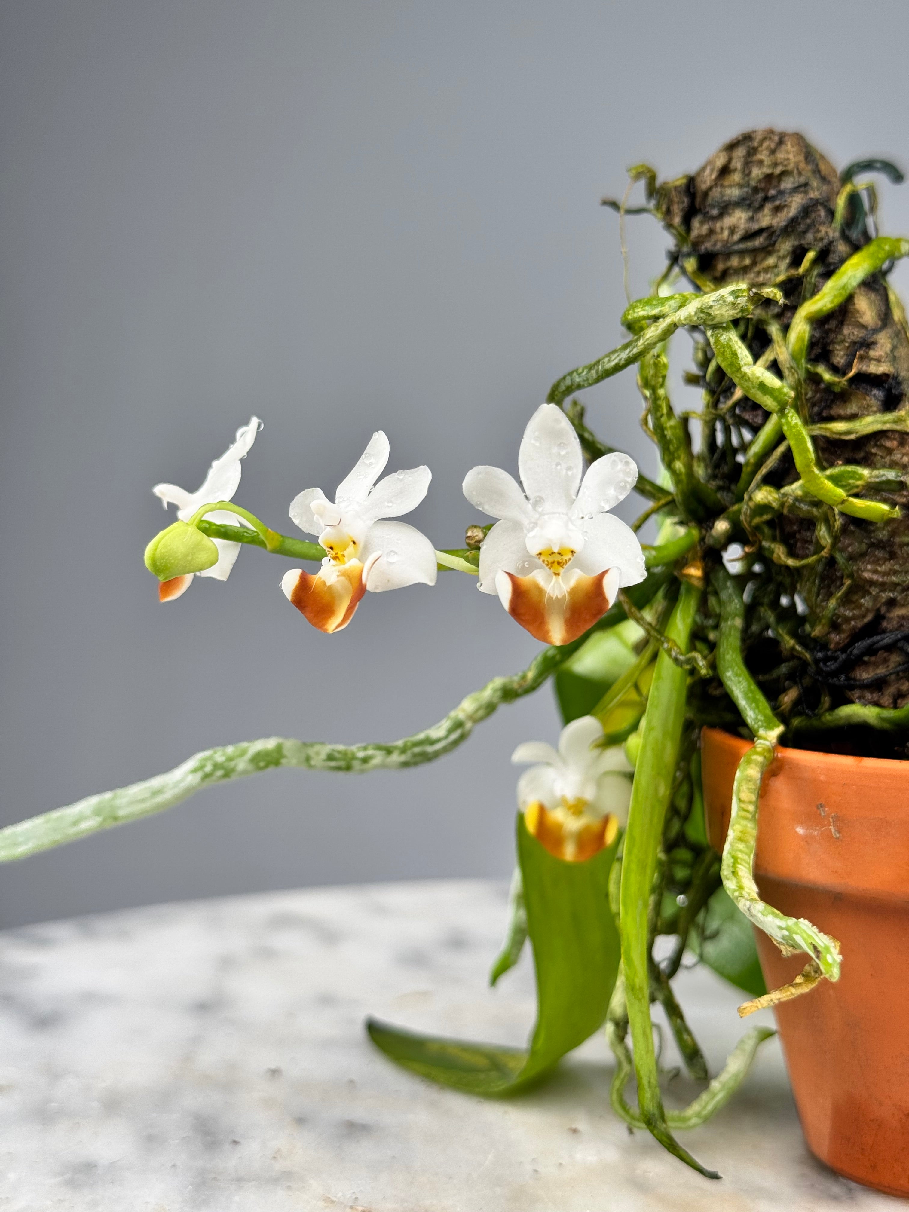 Phalaenopsis parishii “Brown”