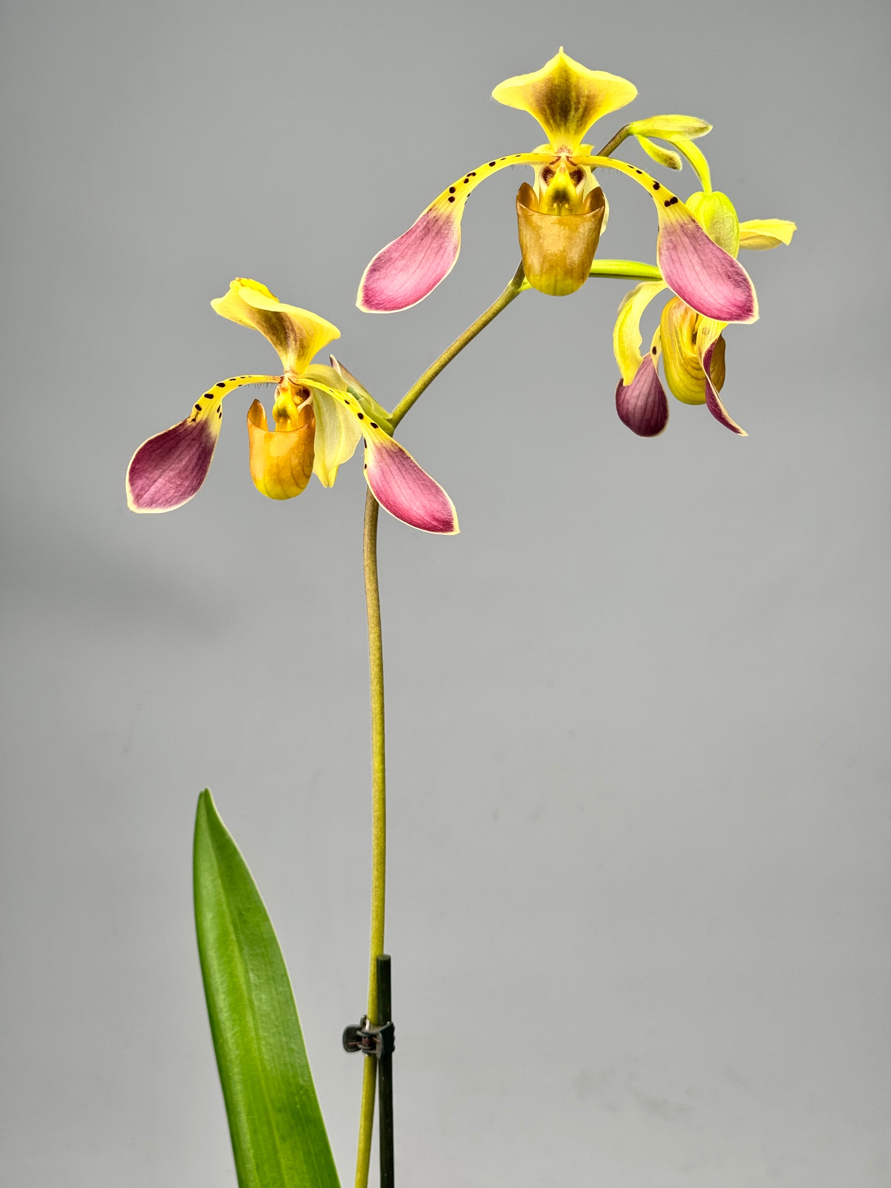 Paphiopedilum lowii var semi alba (Rare selection)