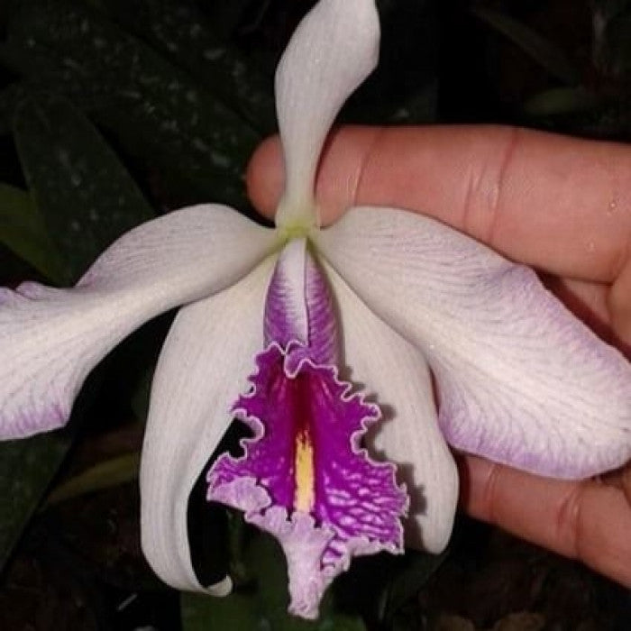 Cattleya maxima Semi Alba venosa