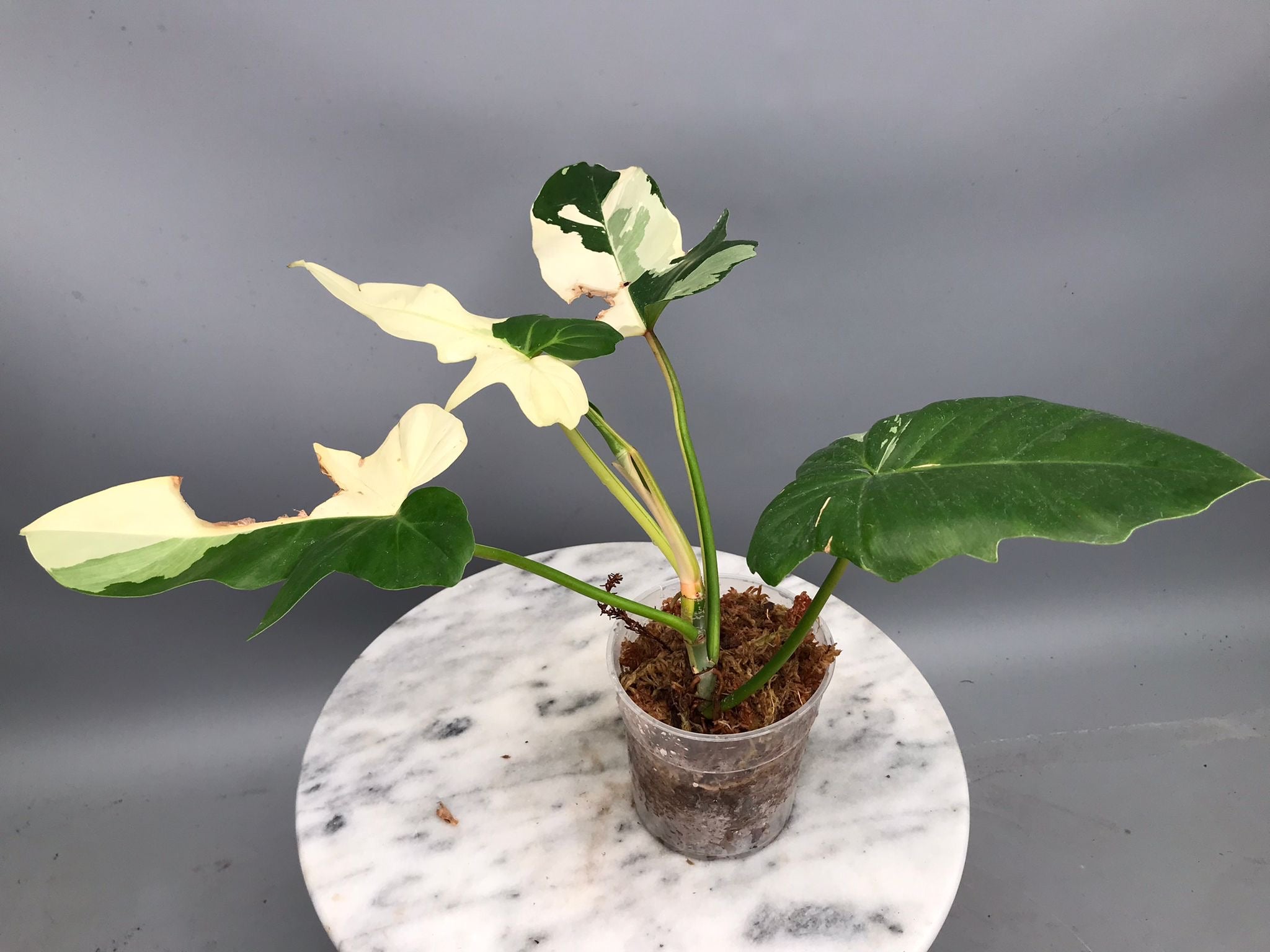 Philodendron Golden Dragon variegated albo