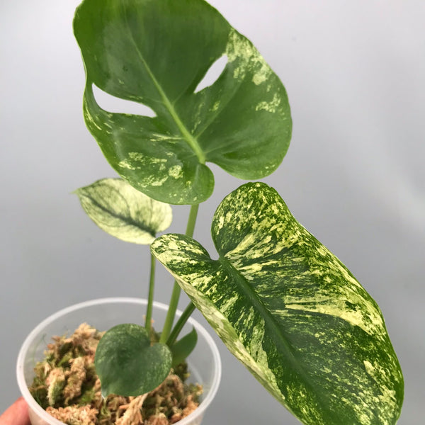 Monstera Siam Mint nr 1