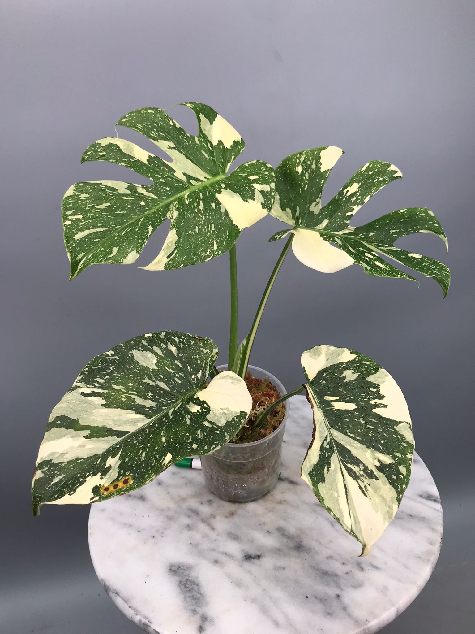 Monstera White snow  nr 1