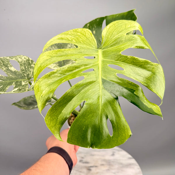 Monstera Siam Mint nr 2 'Big'