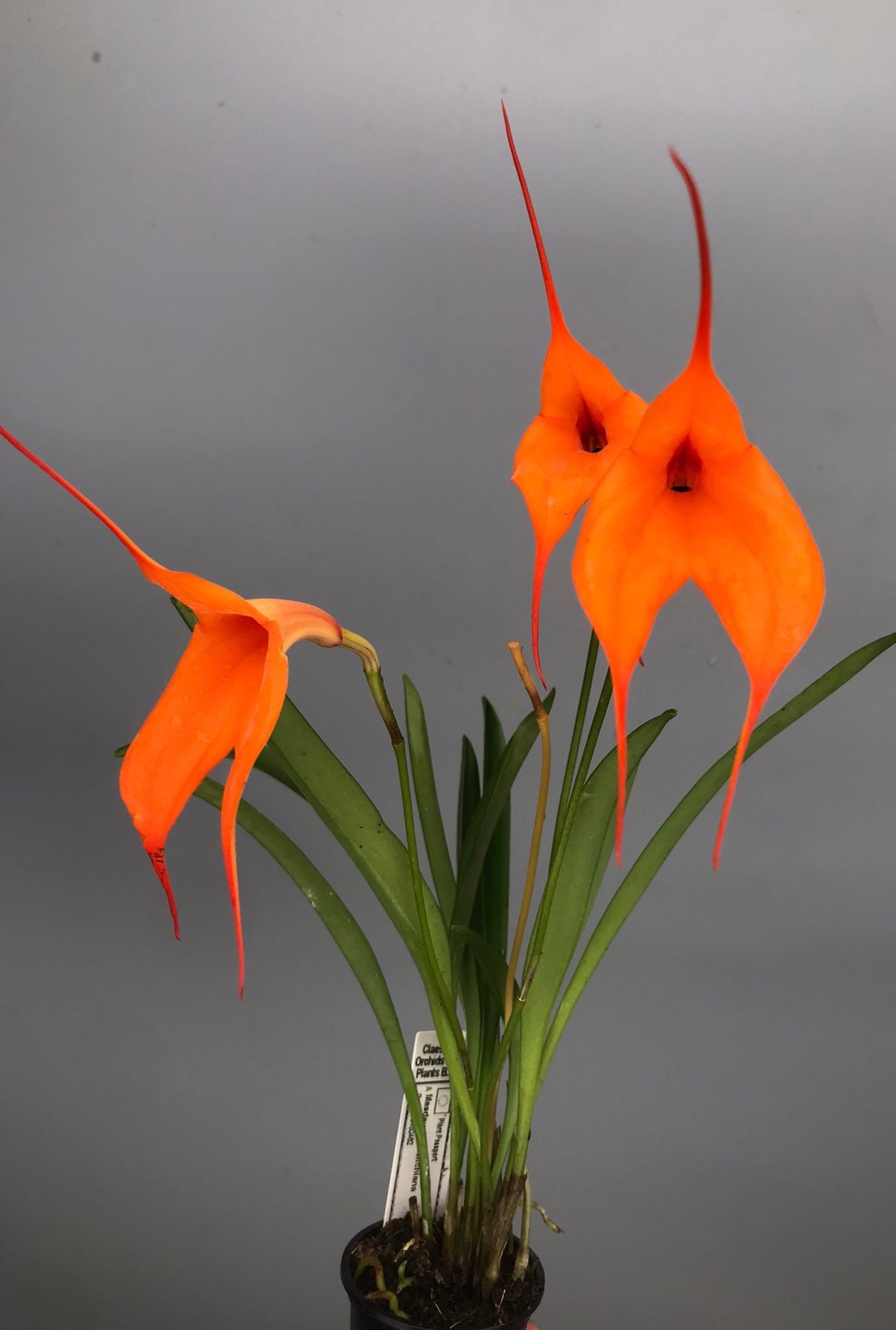 Masdevallia veitchiana ‘Hybride 4N’