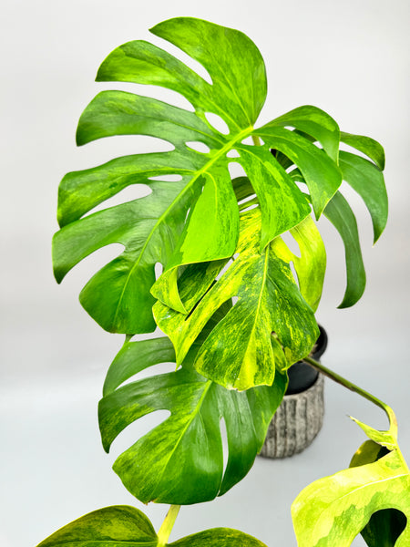 monstera deliciosa borsigiana aurea Monstera deliciosa borsigiana Aurea Variegata (Big Leaves)
