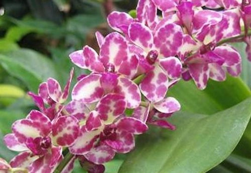 Rhynchonopsis Dragon Charmy