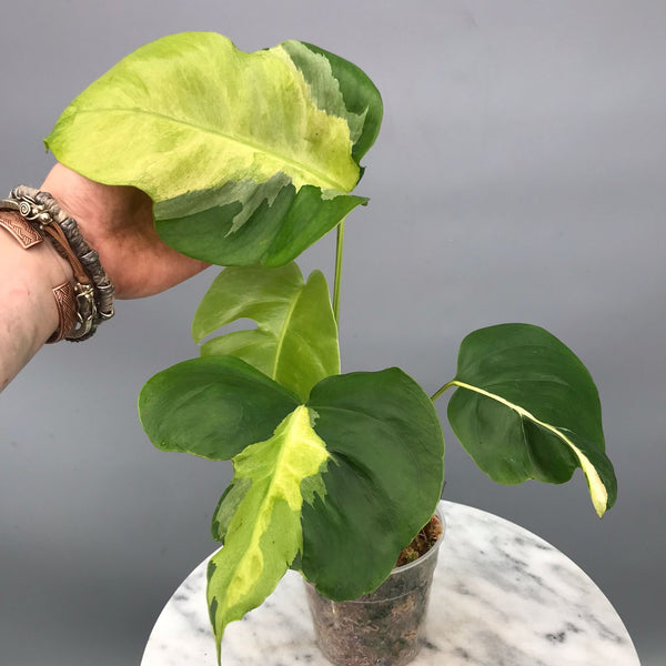 Monstera White Lava 'Lalamove' nr 1.2