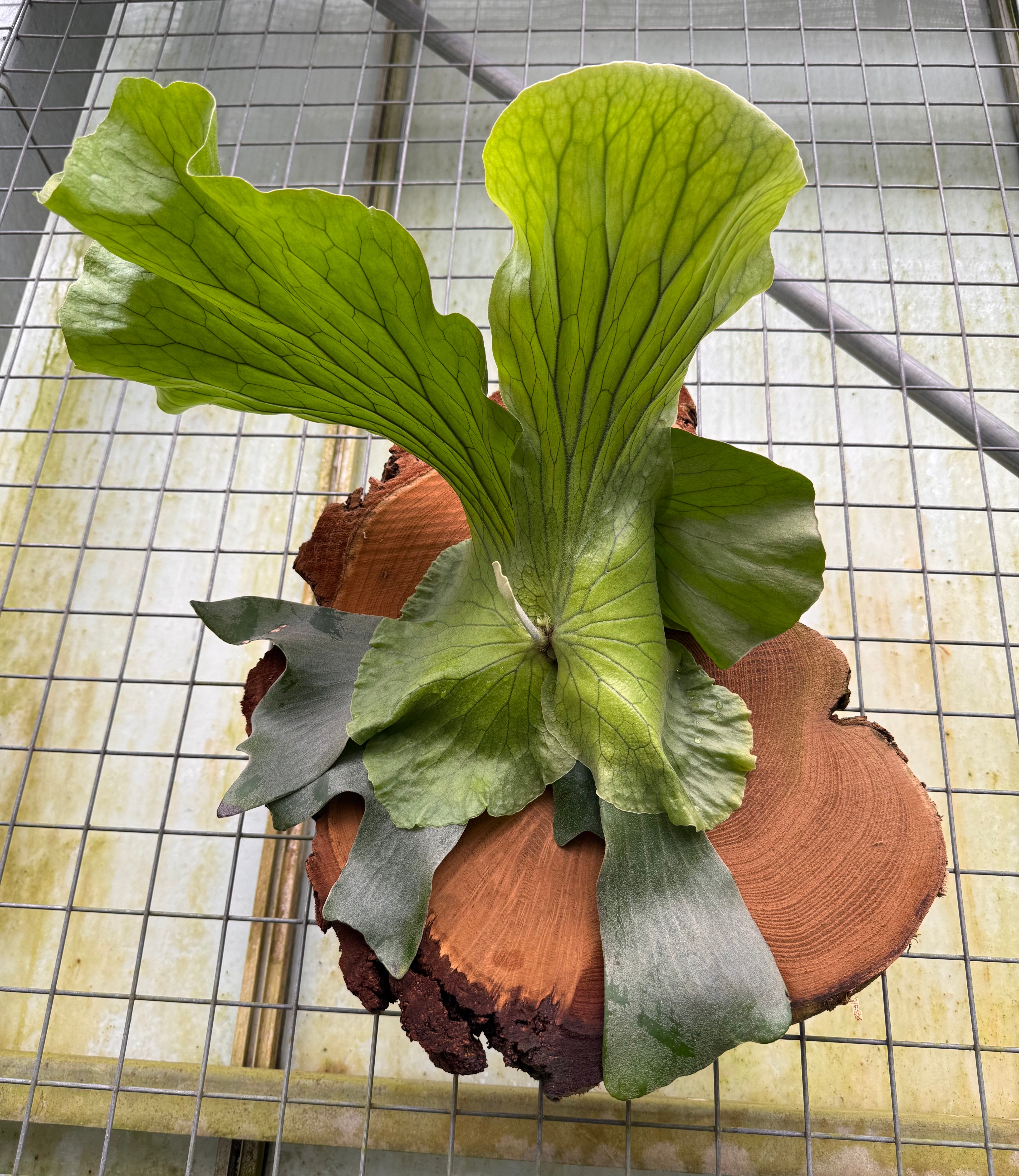 Platycerium Neptune (On Block)  "Big Plant"