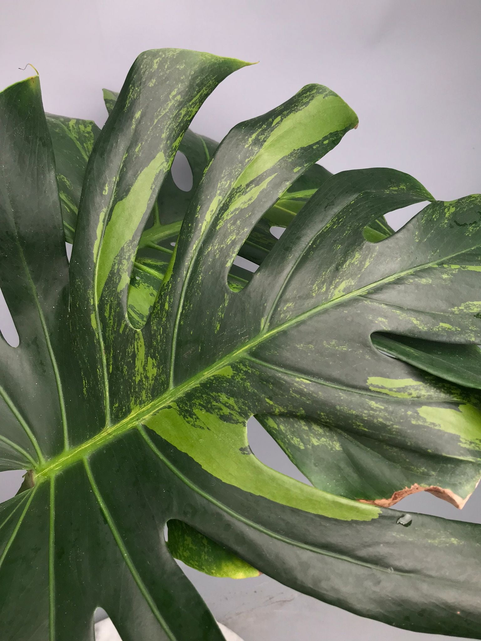 monstera oceana Monstera Ocean Mint nr 2