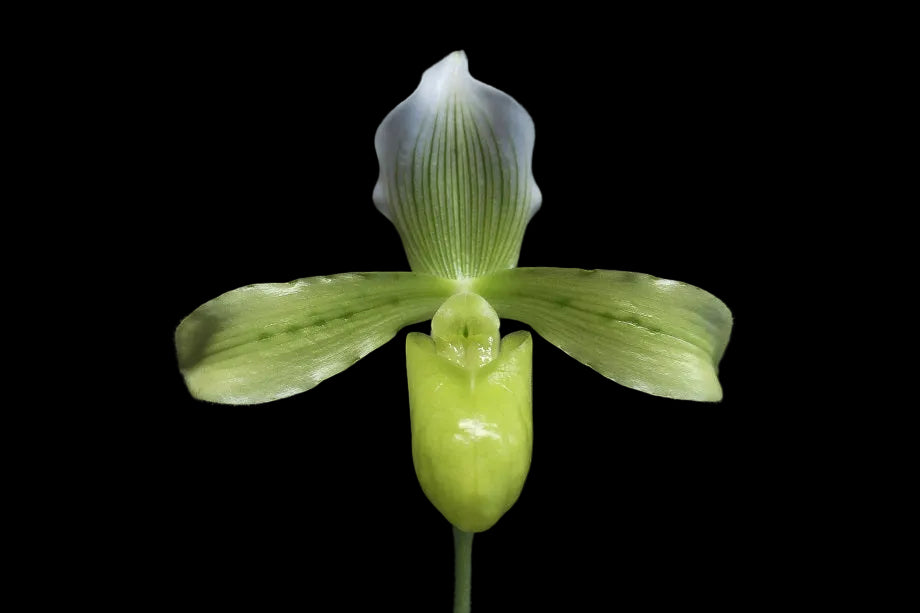 Paphiopedilum tonsum album 'seto'
