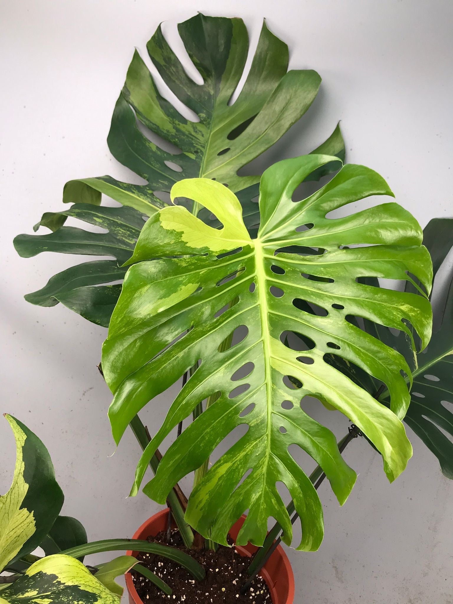 Monstera Ocean Mint XL nr 1