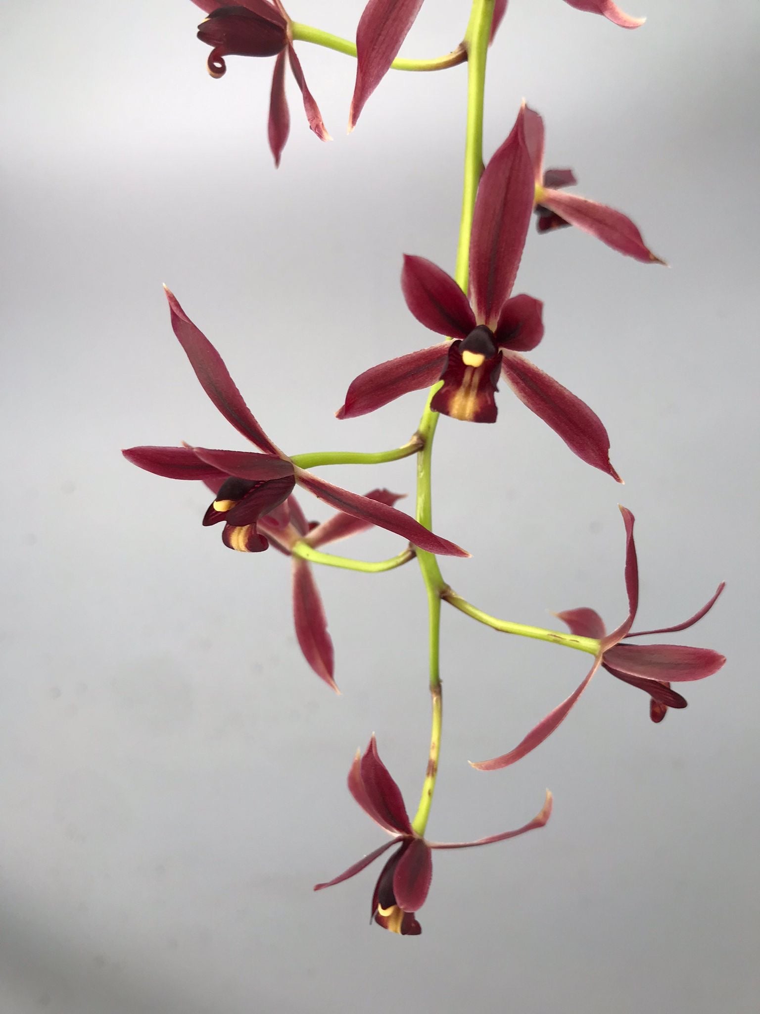Cymbidium dayanum red