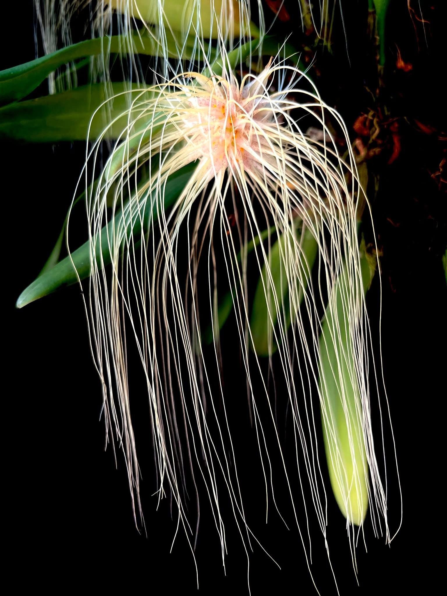 Bulbophyllum medusae