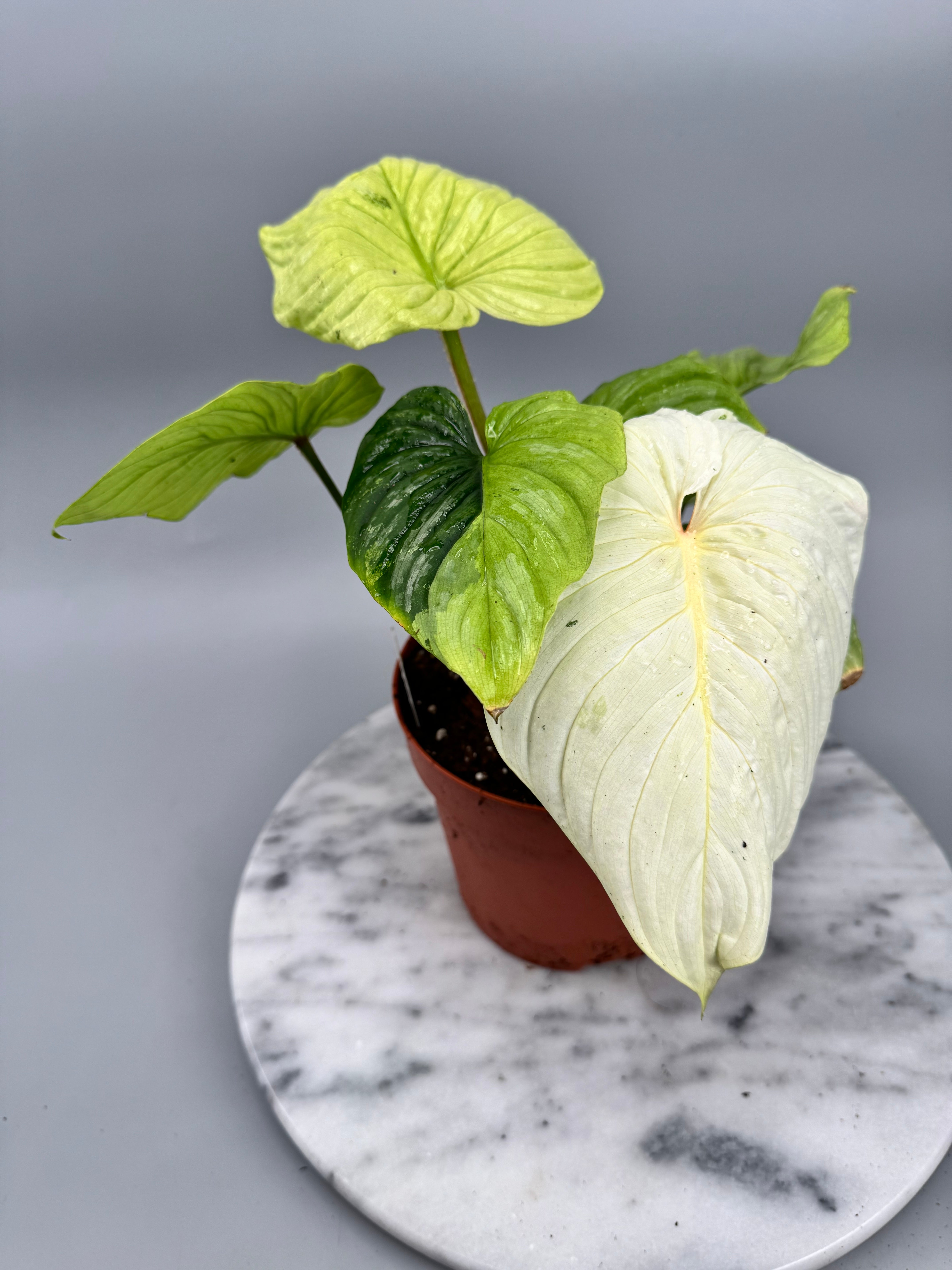 Philodendron mamei variegata mint