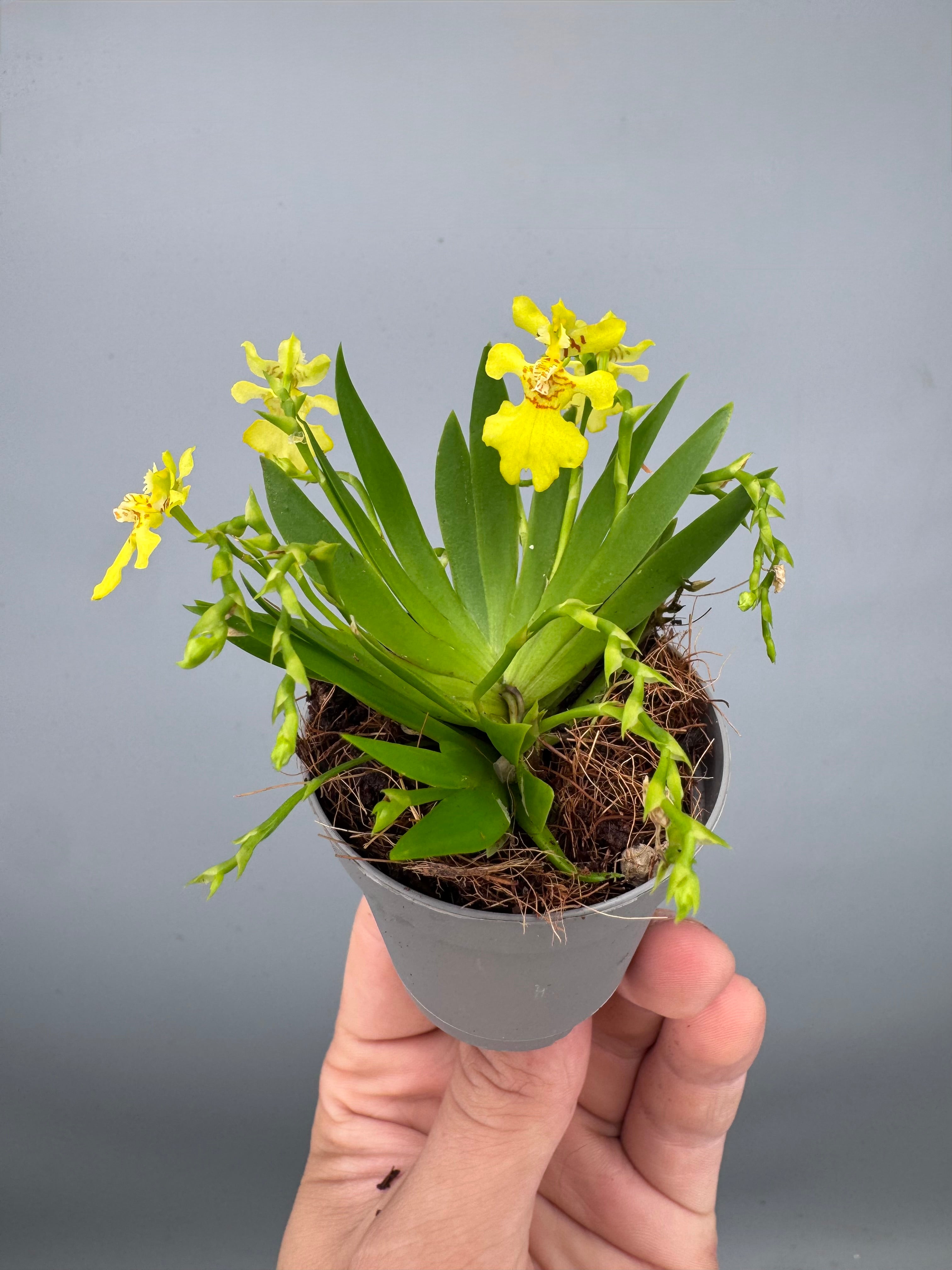 Psygmorchis pusilla (Big Plant)