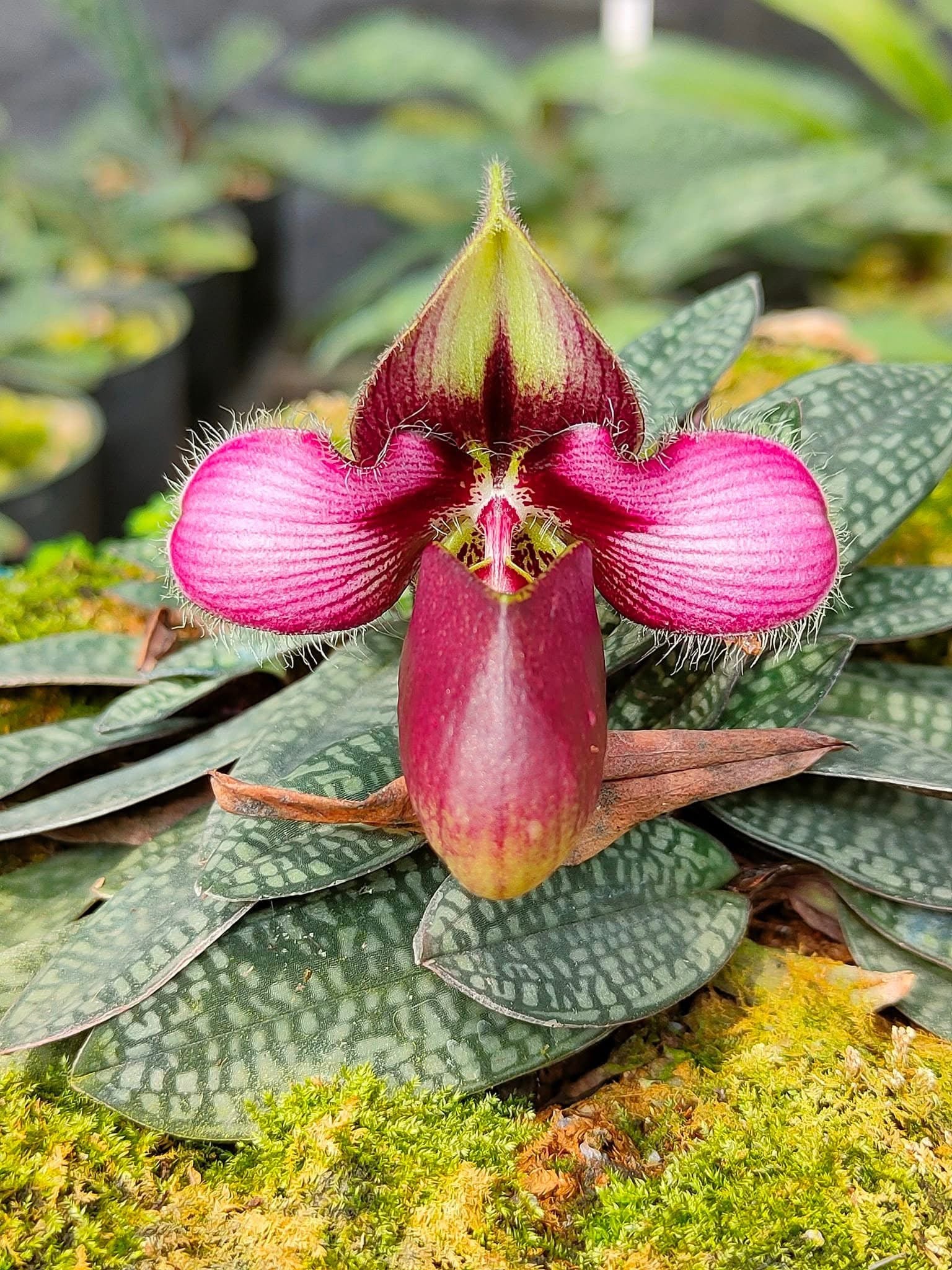 Paphiopedilum rungsuriyanum