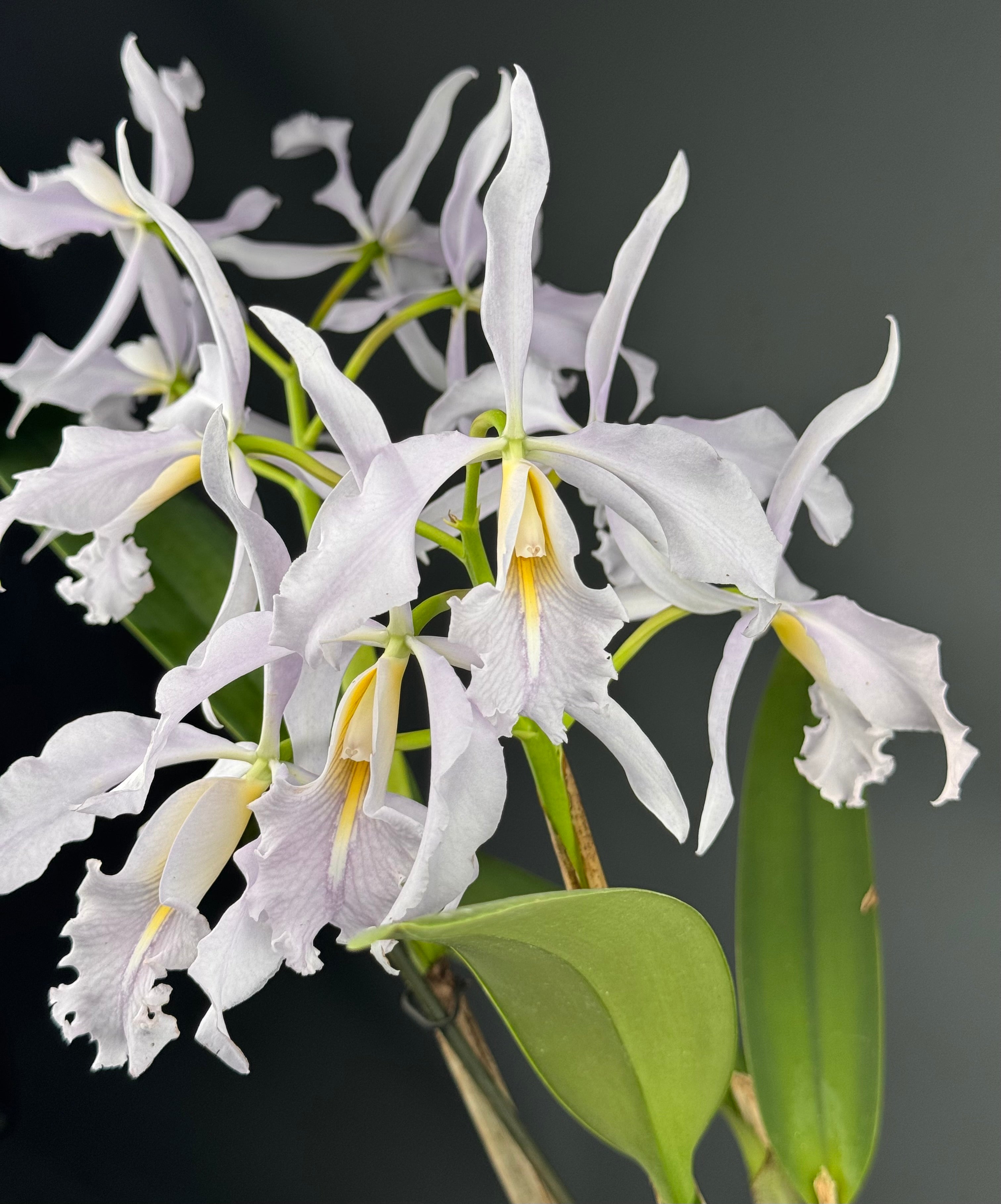Cattleya maxima var. Coerulea (Big) Selection 1