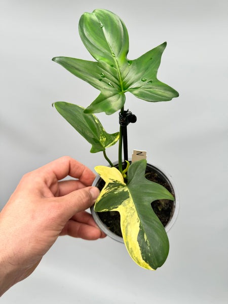 Philodendron squamiferium variegated (Nr 2)