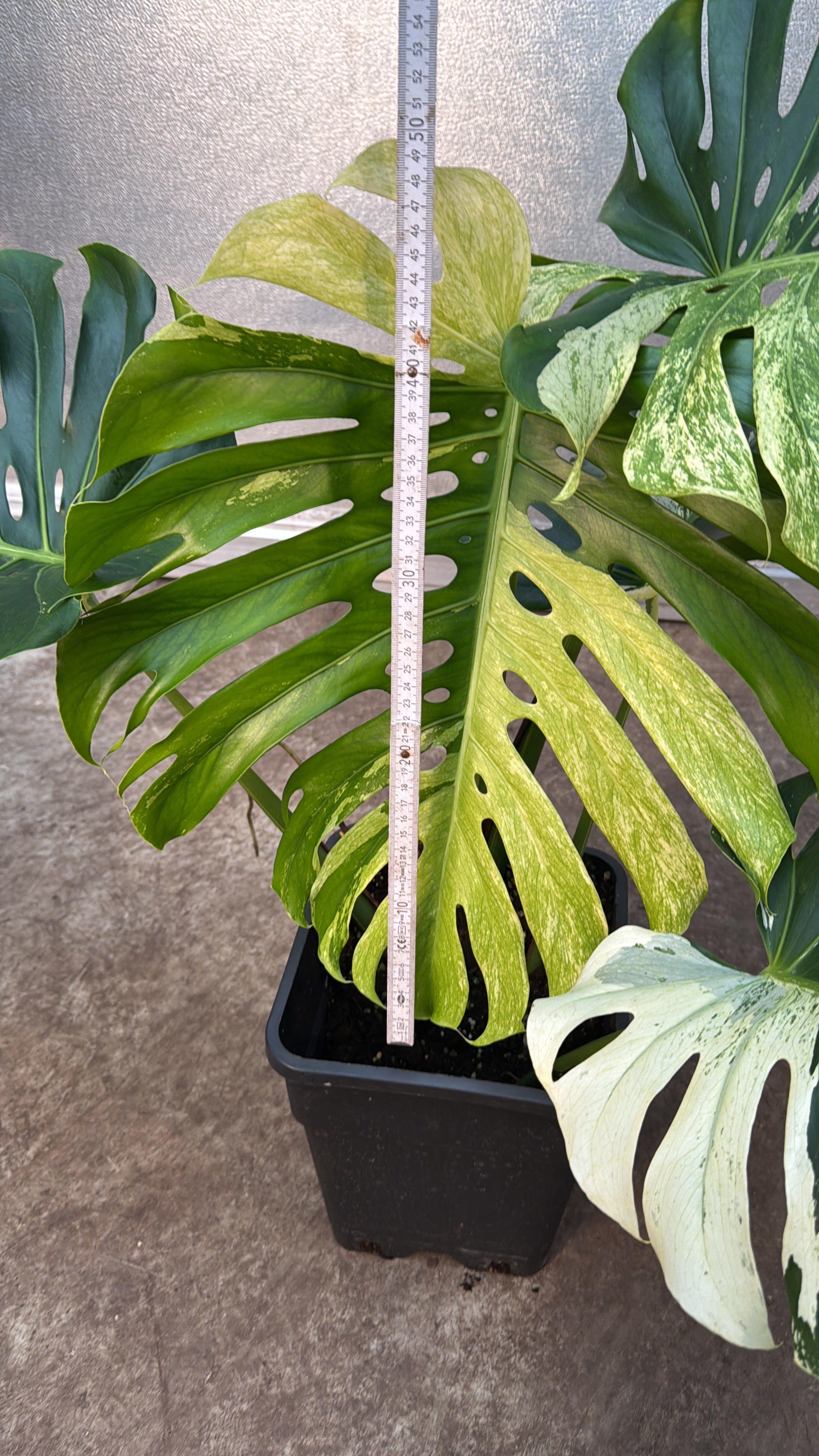 Monstera Full Mint deliciosa borsigiana Variegata "Big Plant" nr 1