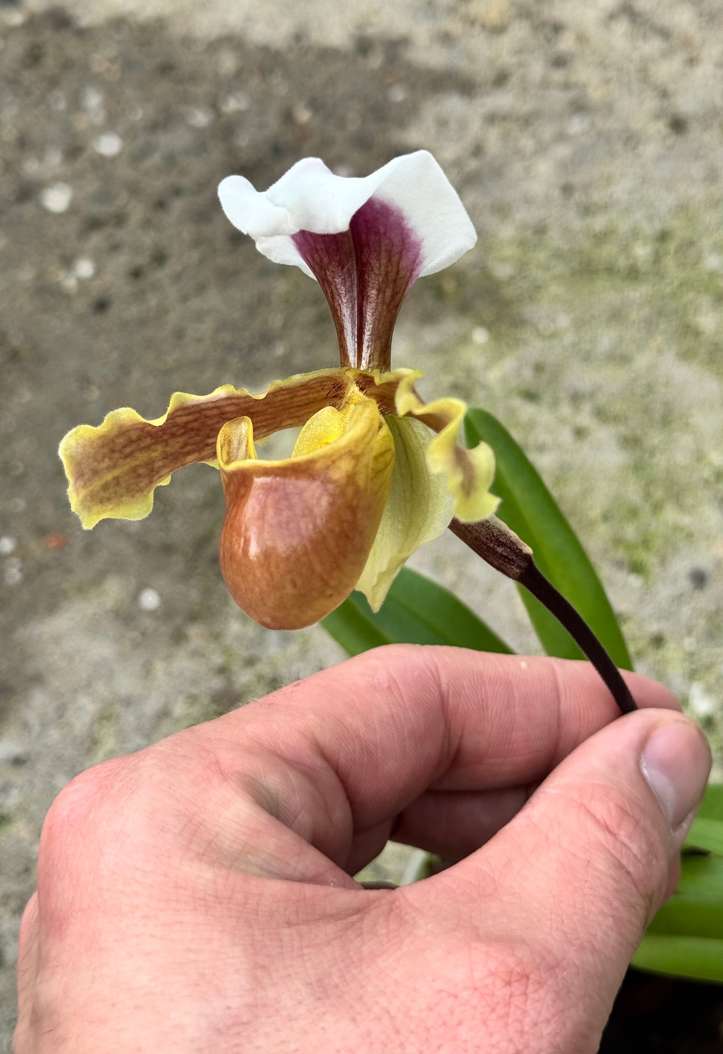 Paphiopedilum coccineum