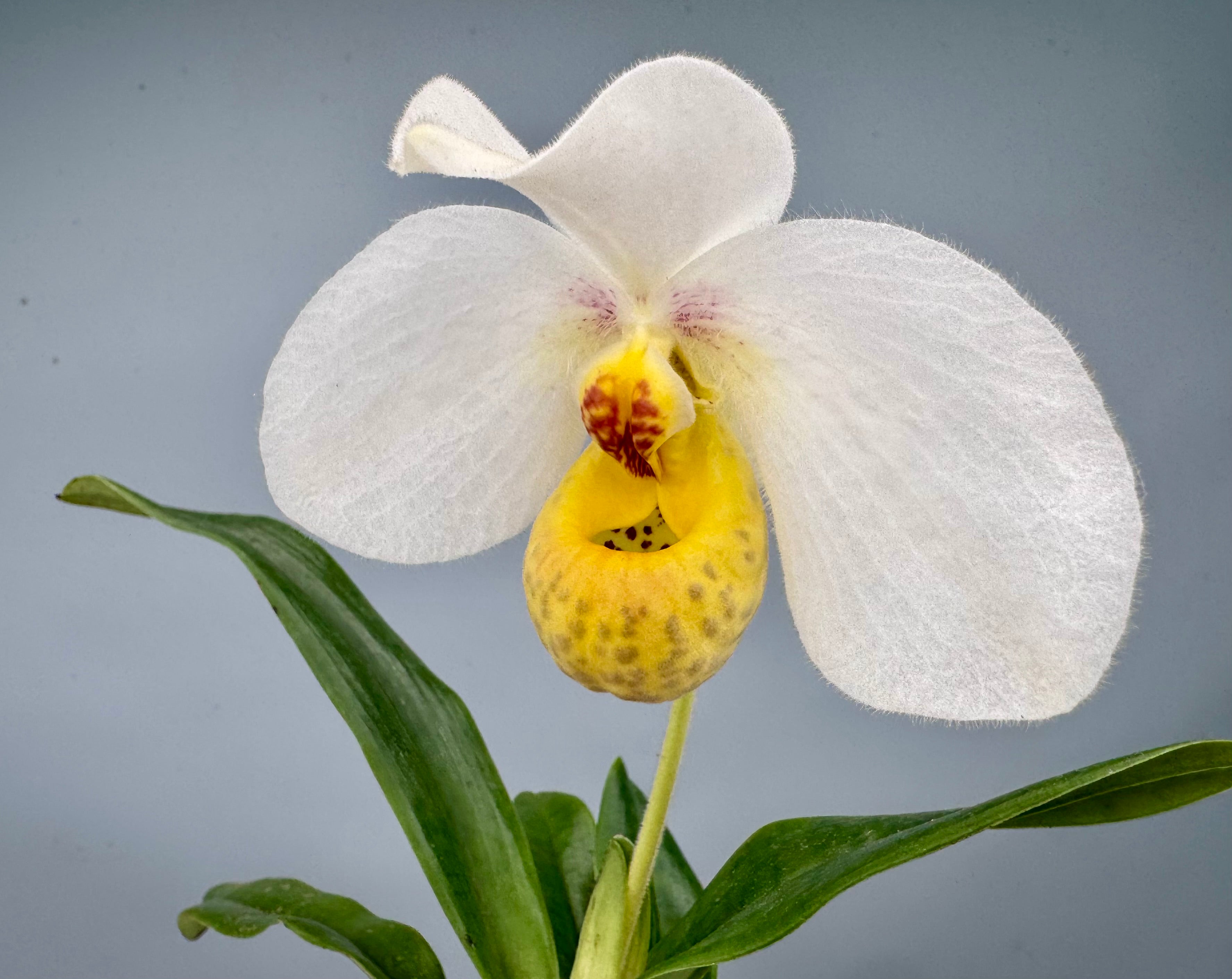 Paphiopedilum emersonii ("Select one from 2nd generation")