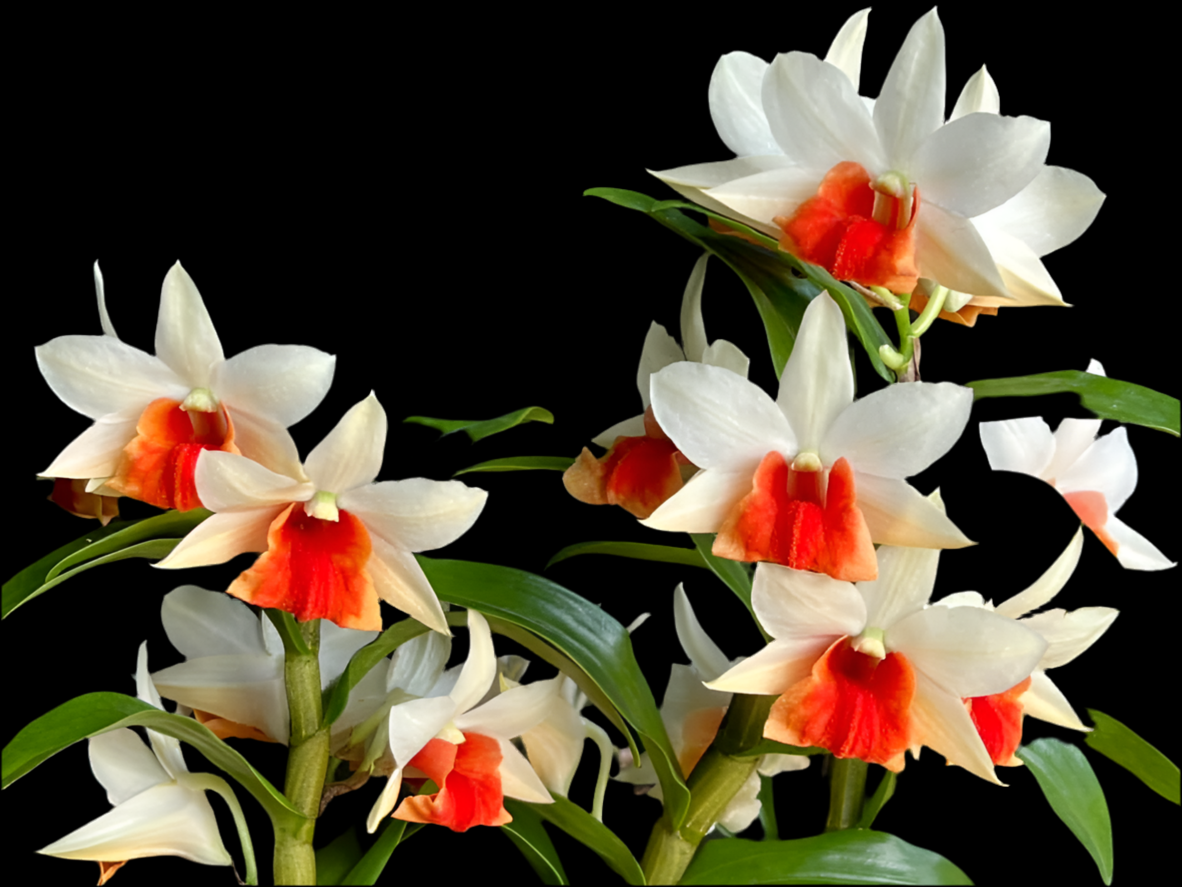 Dendrobium Jiaho Candy "Big Compact Plant"