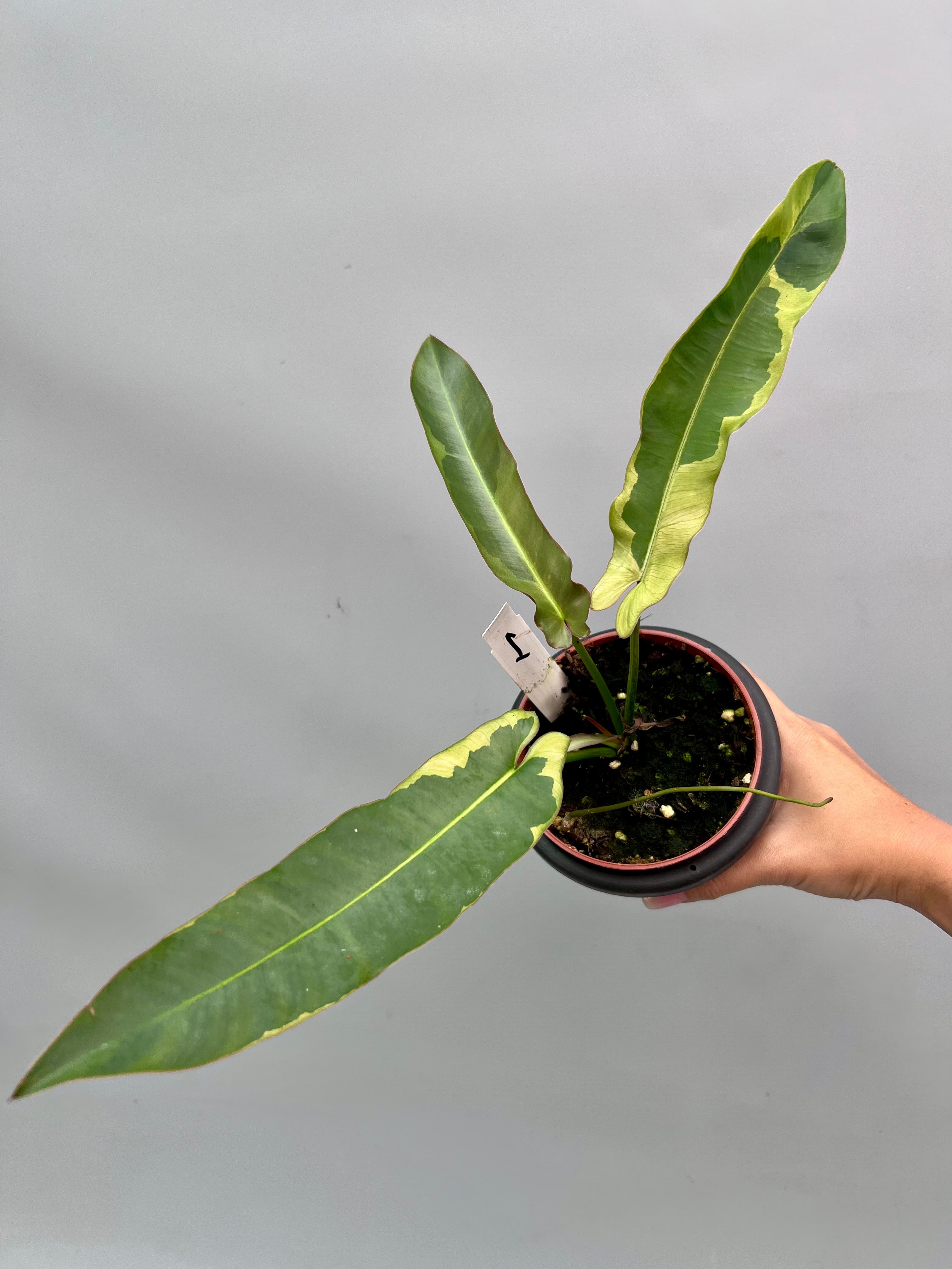 Philodendron atabapoense variegata albo