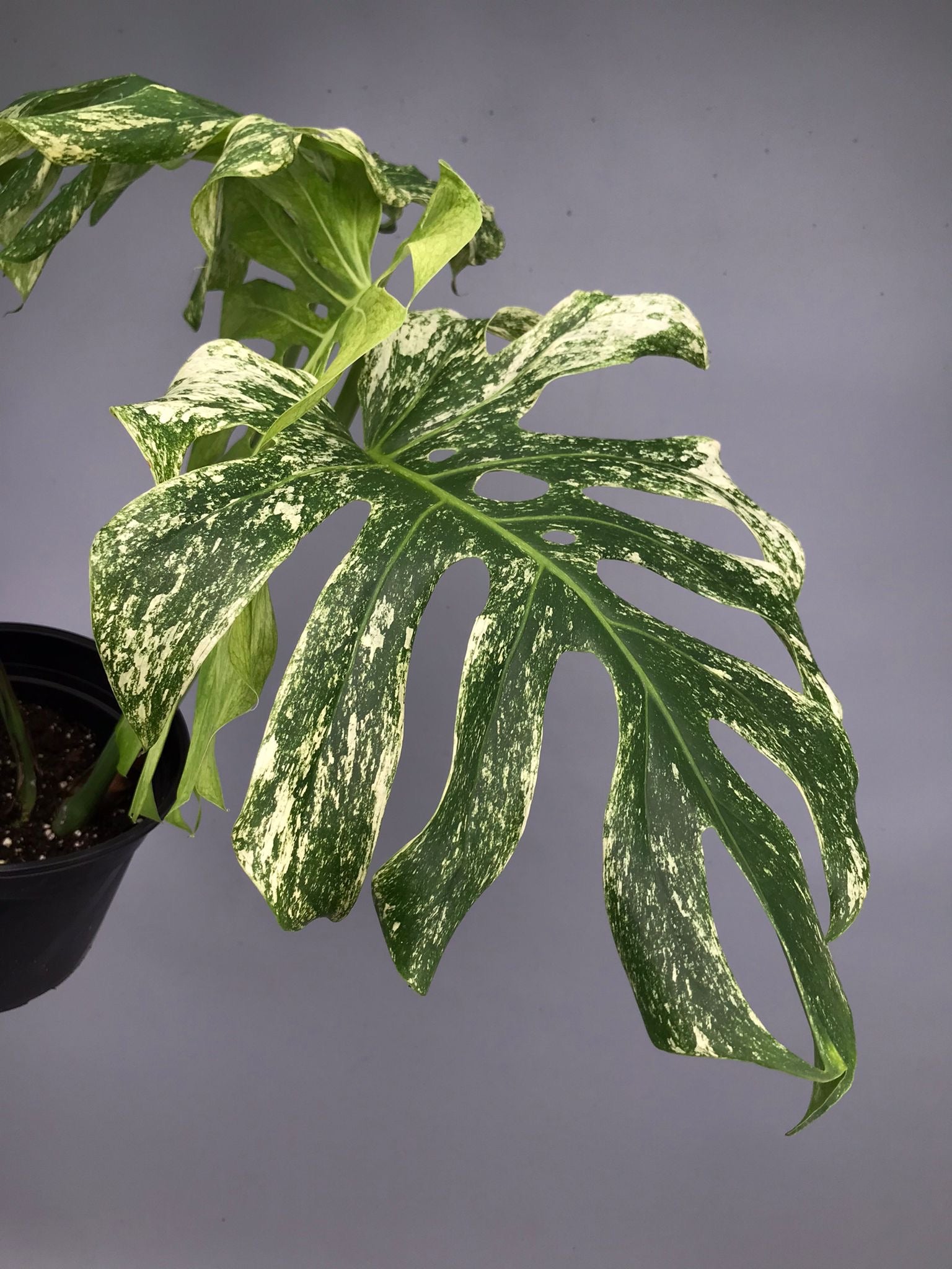 Monstera Full Mint deliciosa borsigiana Variegata