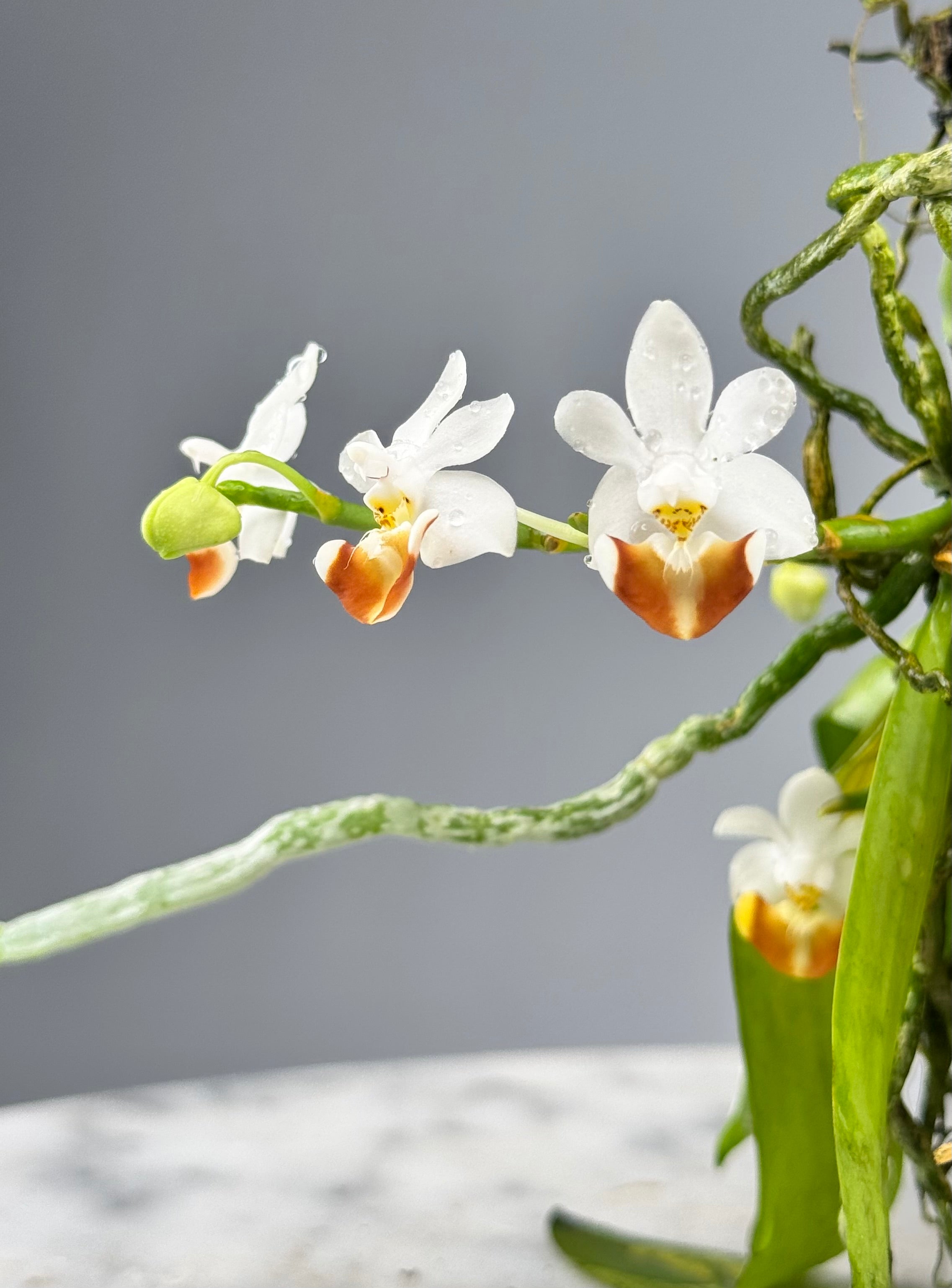 Phalaenopsis parishii “Brown”