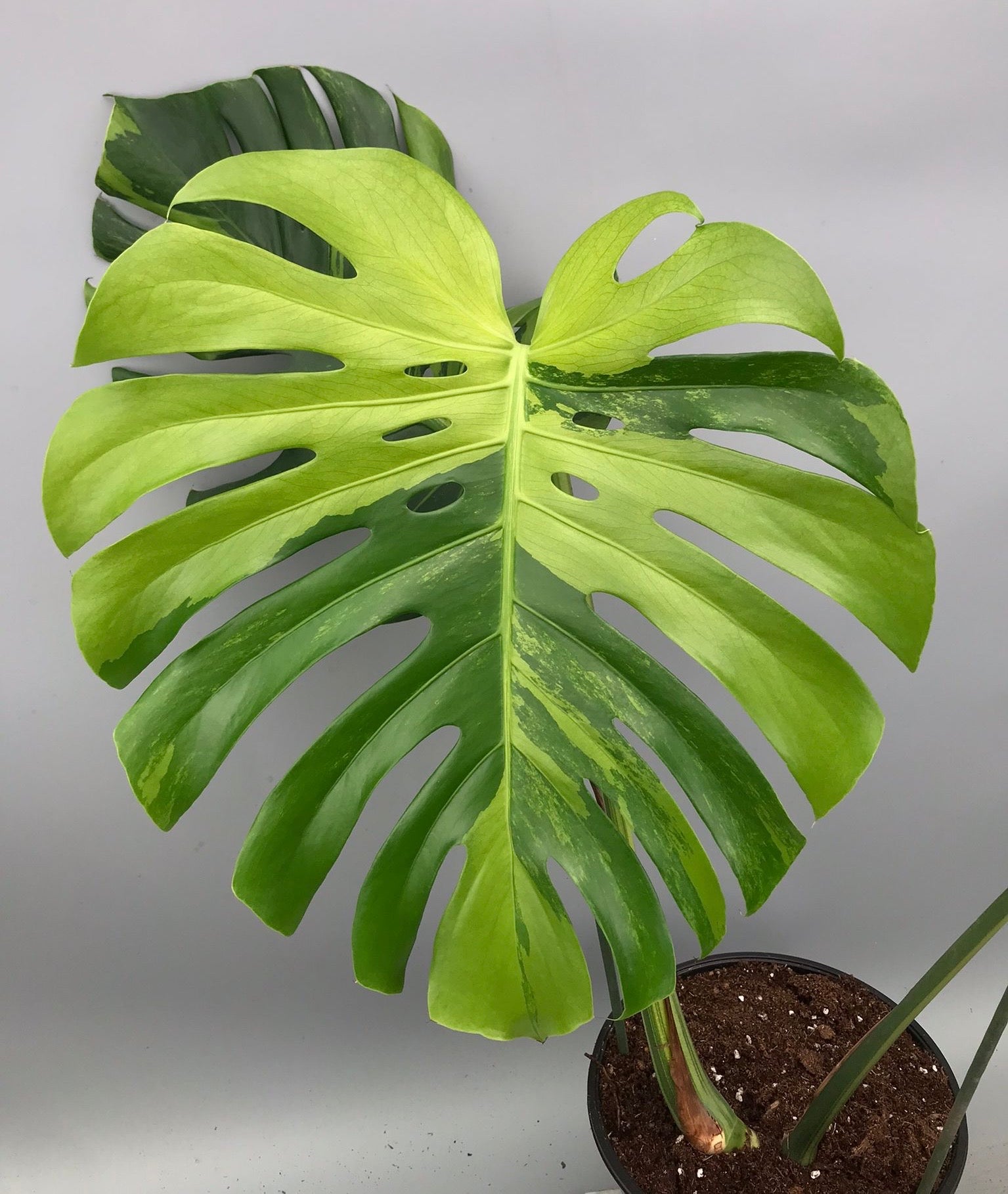 Monstera Ocean Mint XL nr 1
