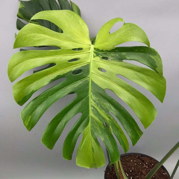 Monstera Ocean Mint XL nr 1