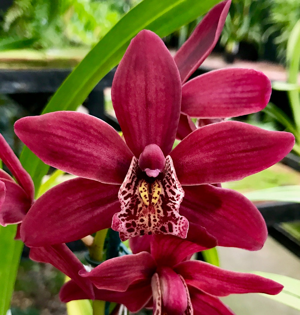 Strathdown Cymbidium Strathdon