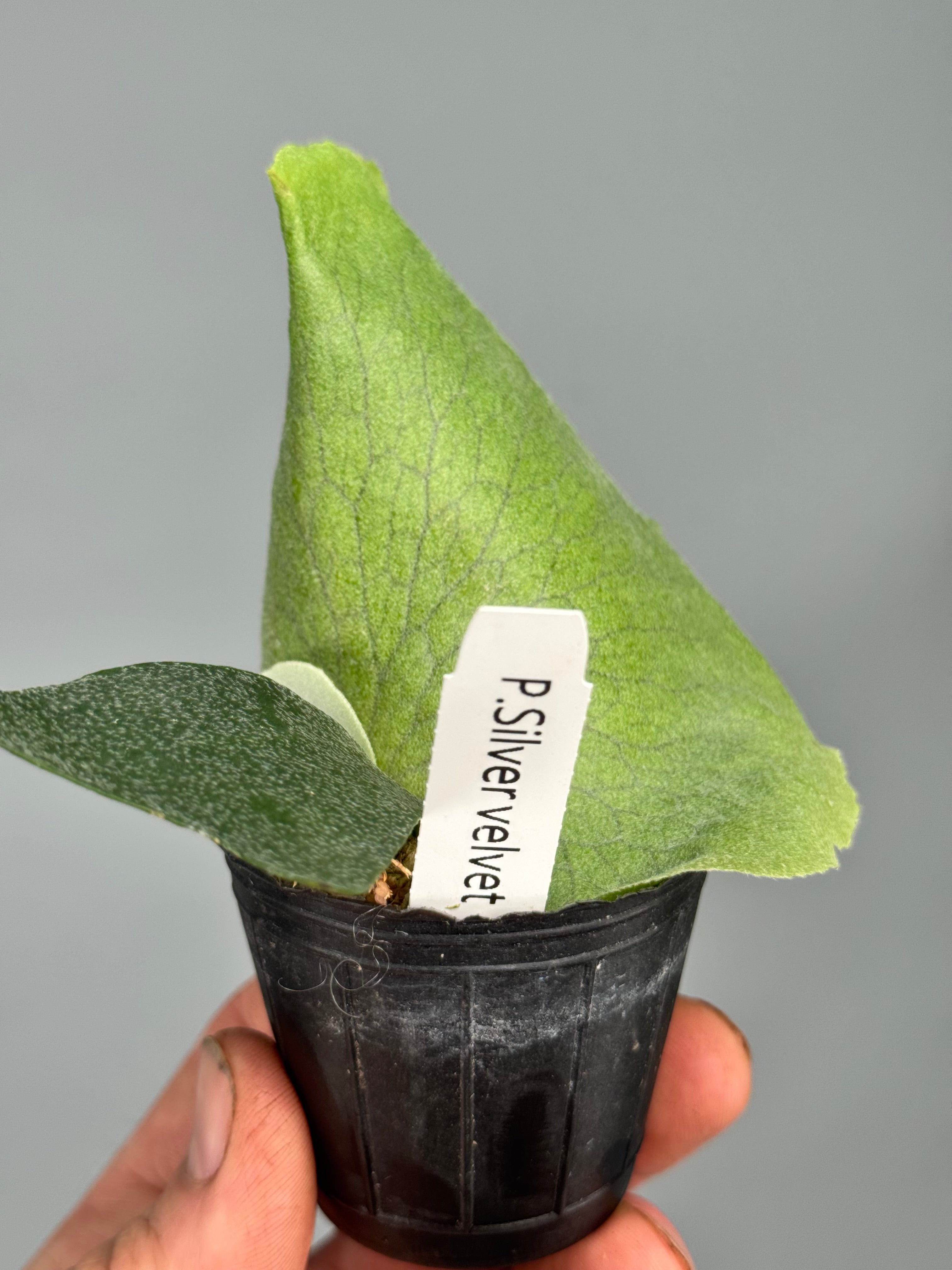 Platycerium Silver Velvet