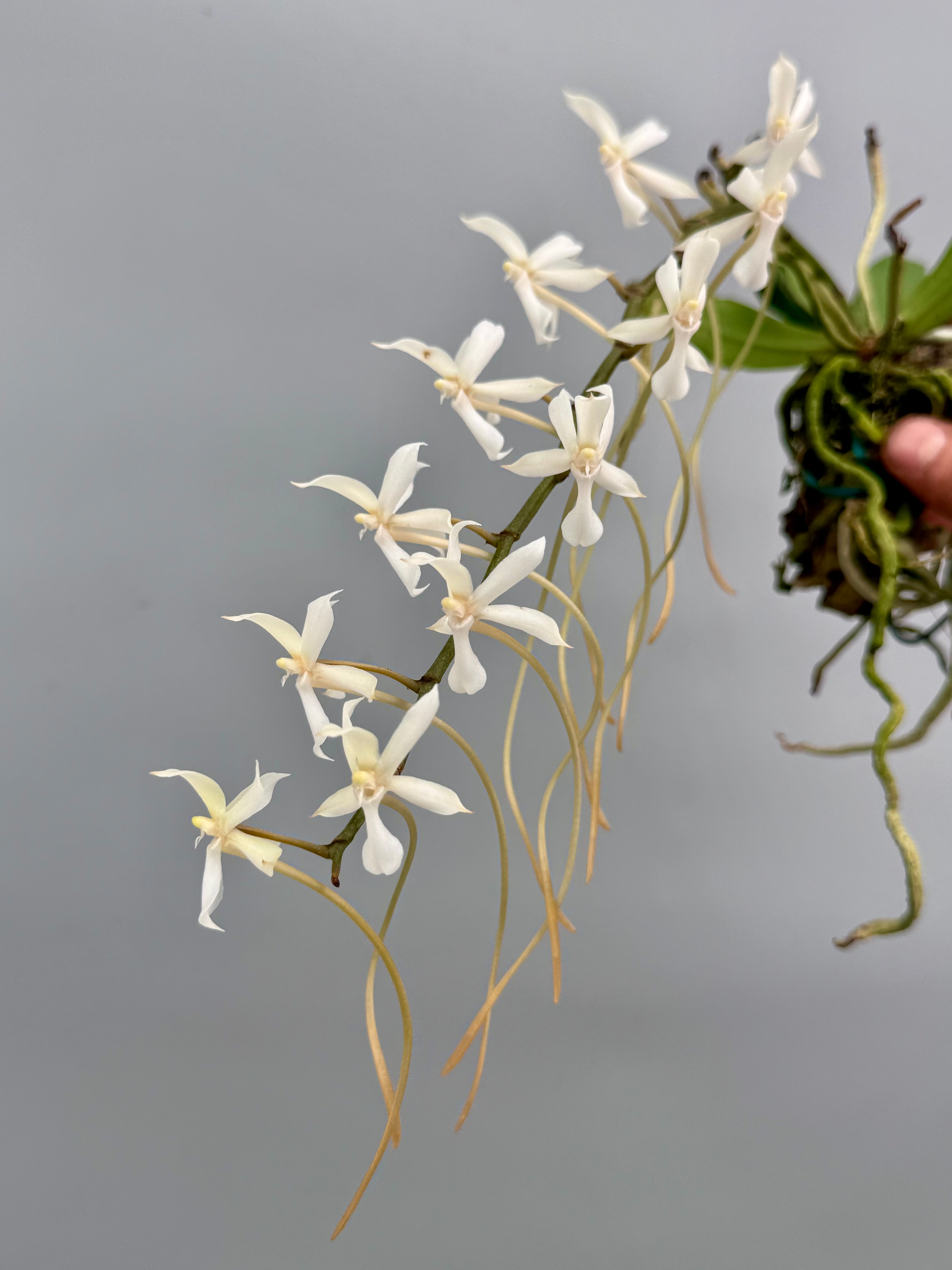 Aerangis kotschyana x decaryana