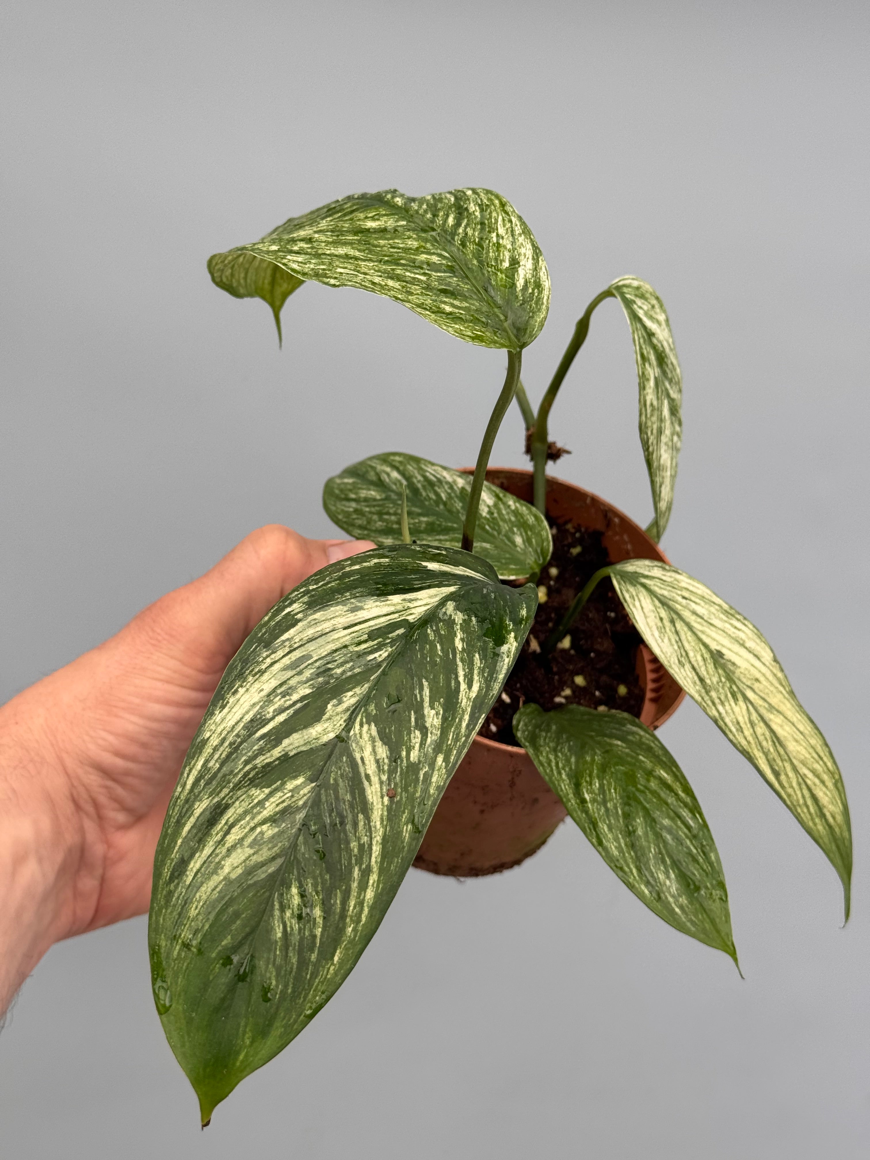 Scindapsus curanii “ Vangiego”