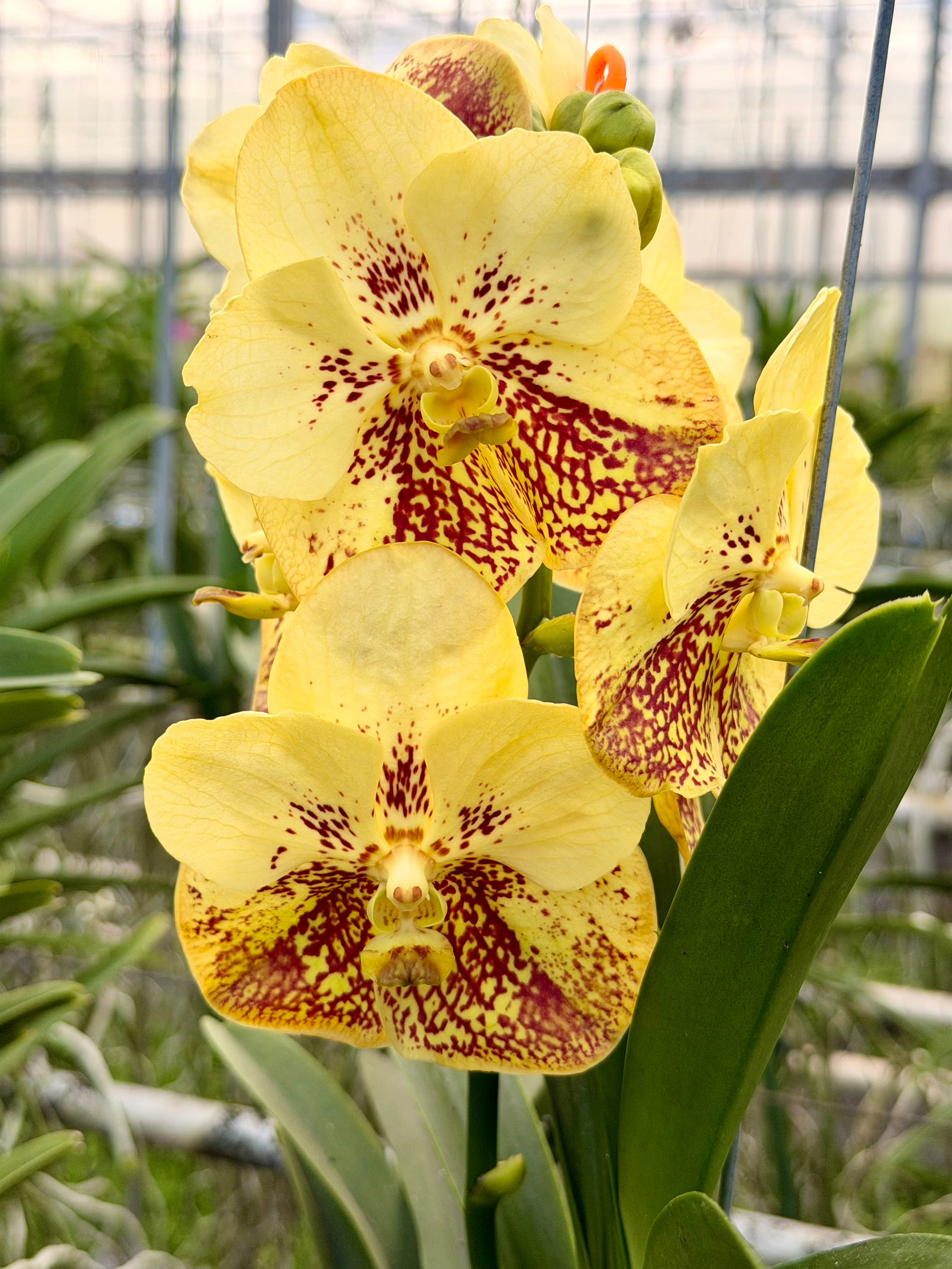 Vanda Yellow Magic